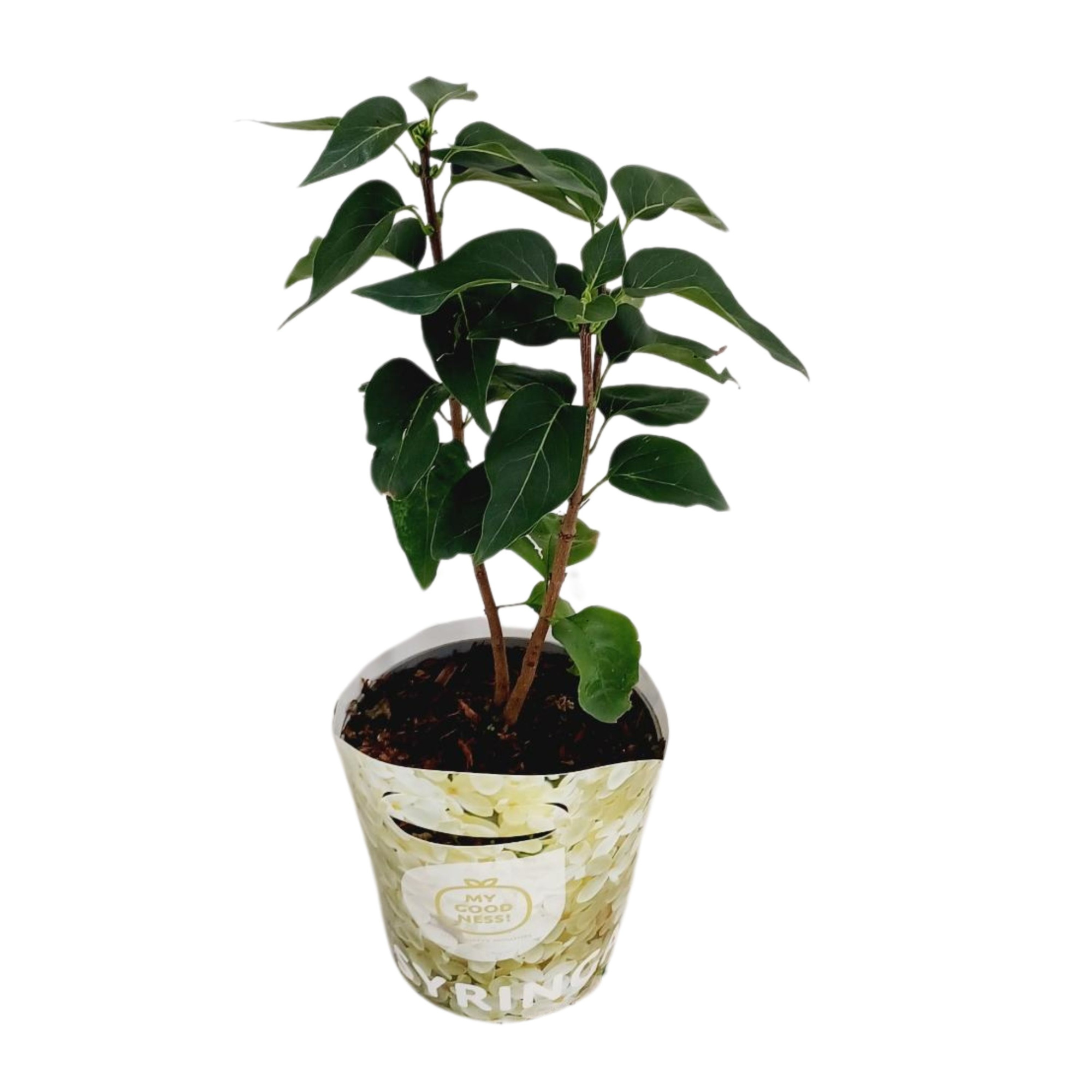 Syringa Vulgaris c2 potcover wit, D 17 cm