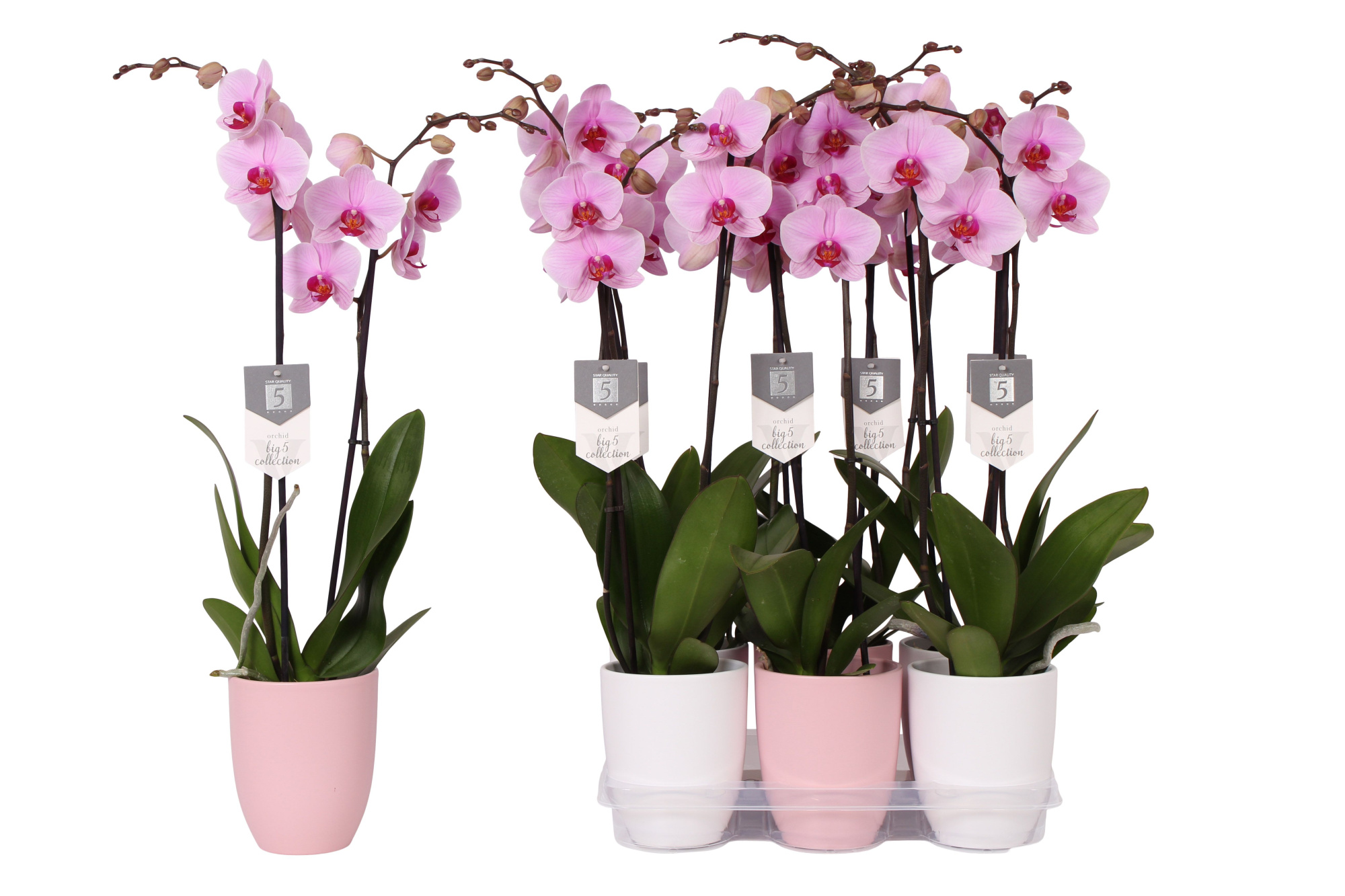 Phalaenopsis Washington, 2-spike 18+ Pink and White Ceramics, D 12