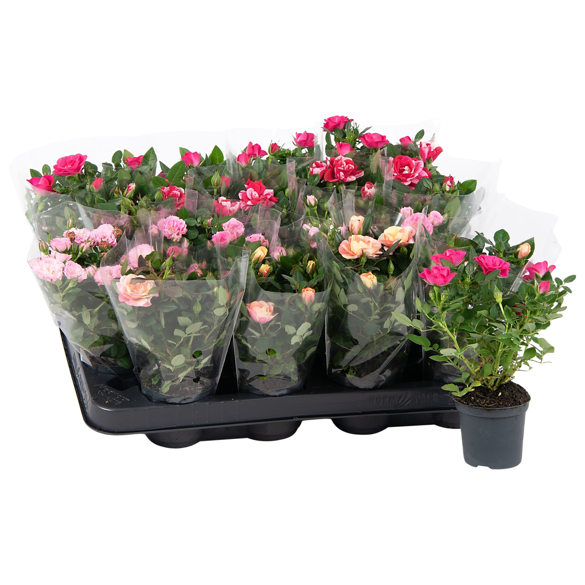 Nolina Roses Ø 7 cm. Special Mix, D 7