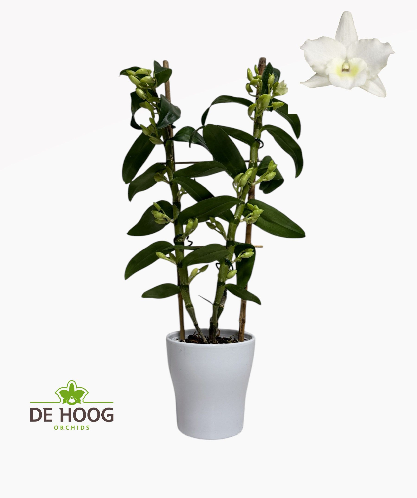 Dendr Nob Apollon 2 stam 18+ tros met houten rekje met keramiek, D 12 cm