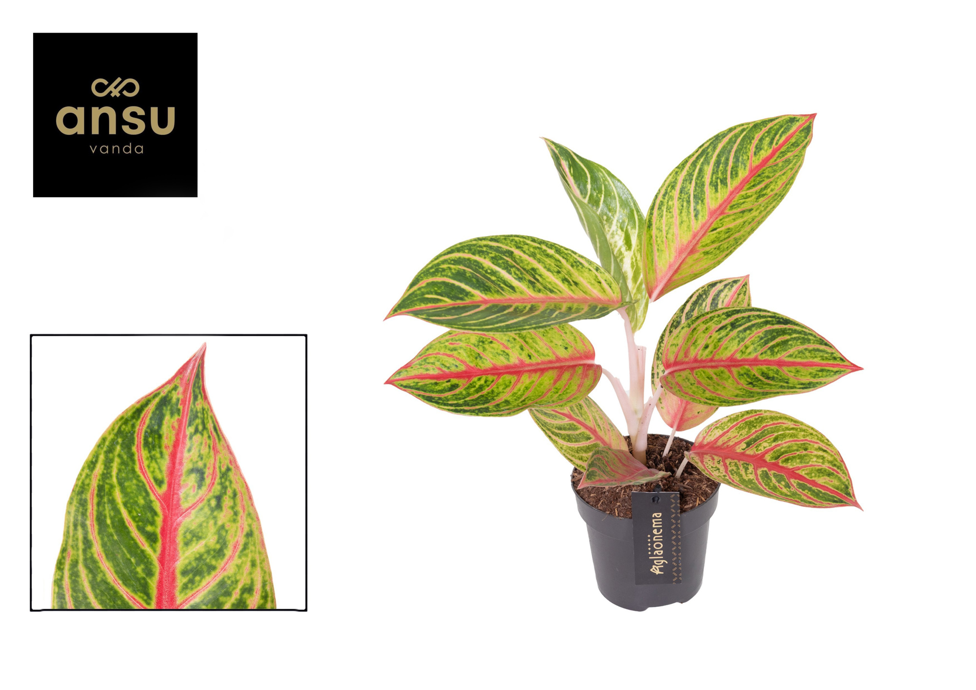 Aglaonema Red Okapi, D 12