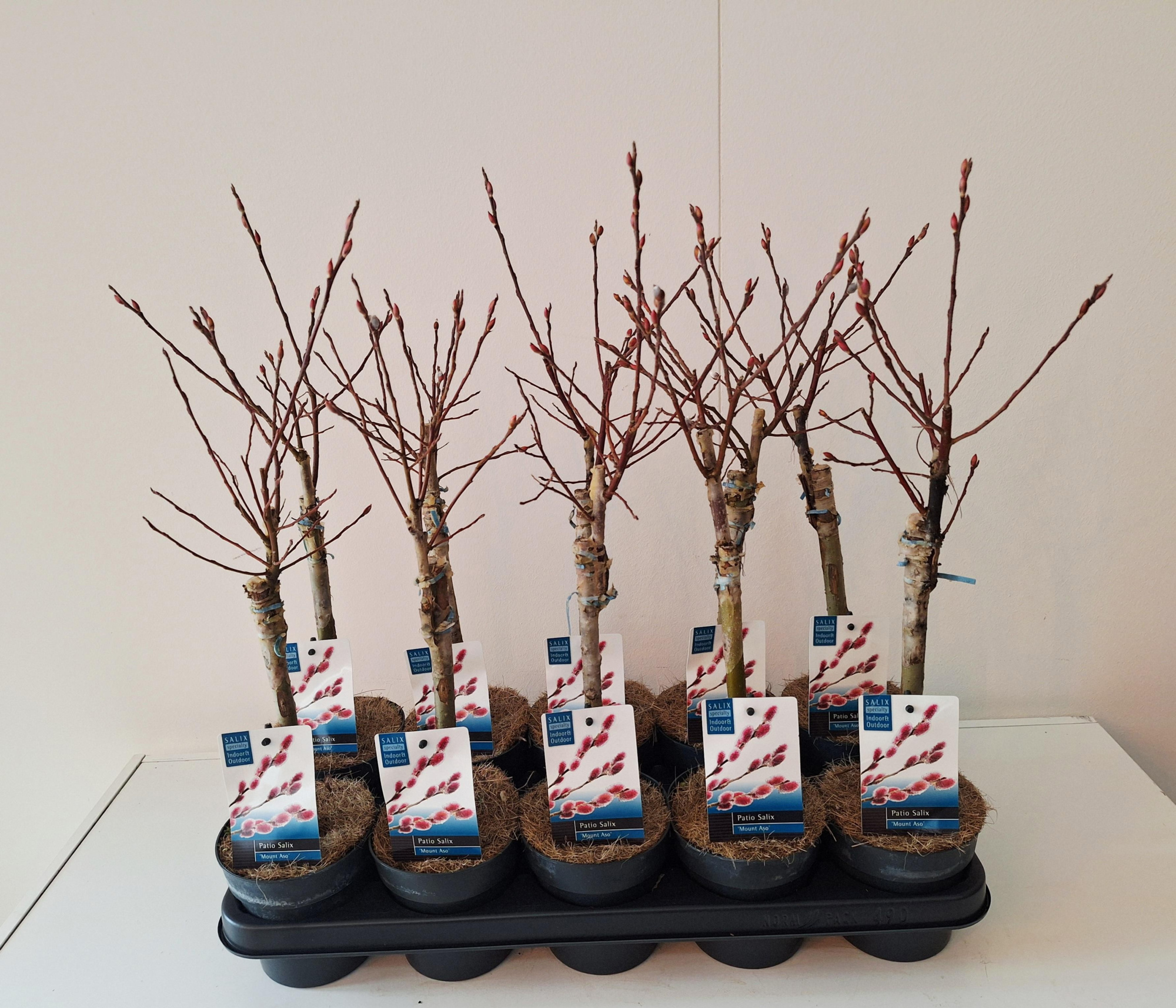 Salix Mount Aso stam 30, D 12