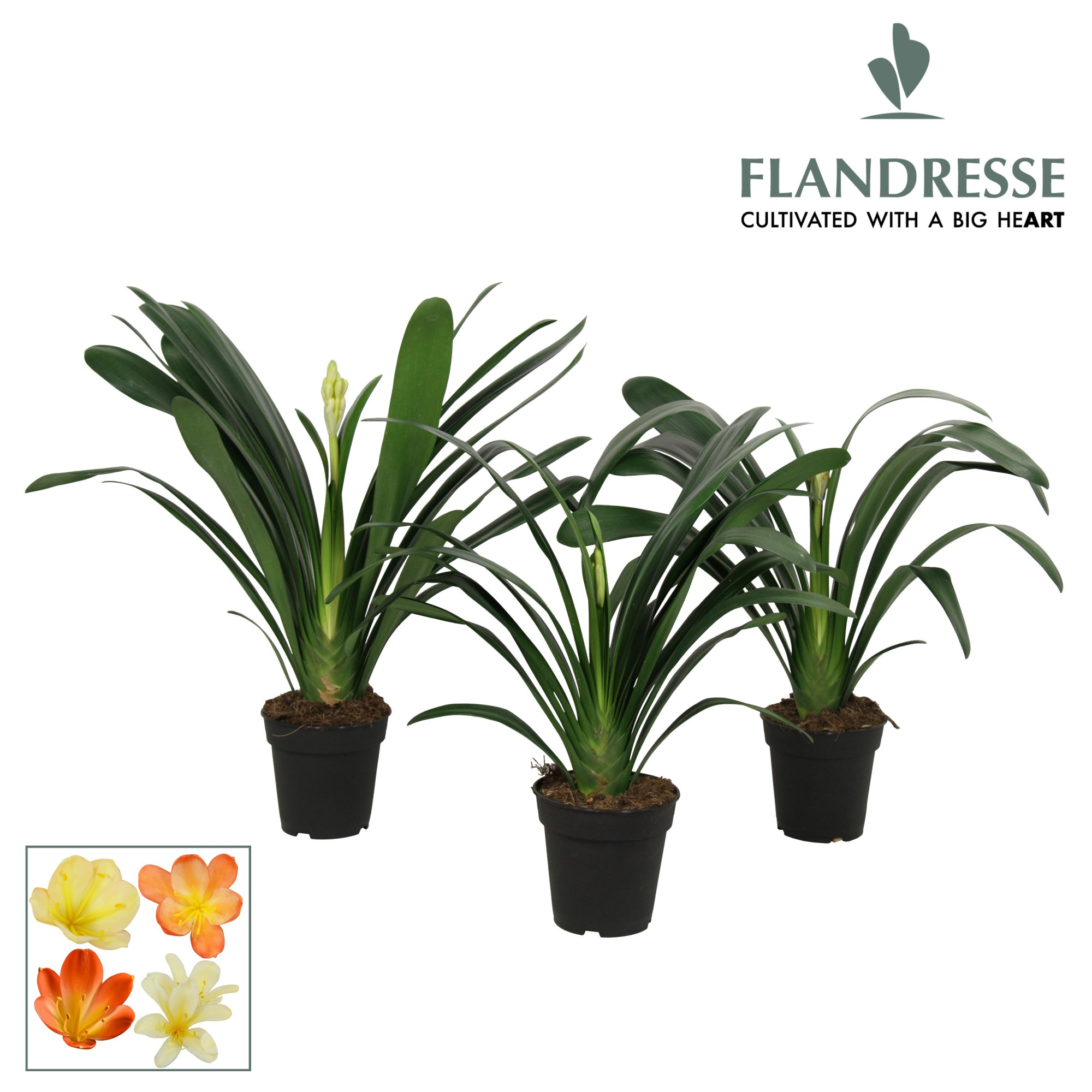Clivia Flandresse® Strong! 'gemengd', D 15