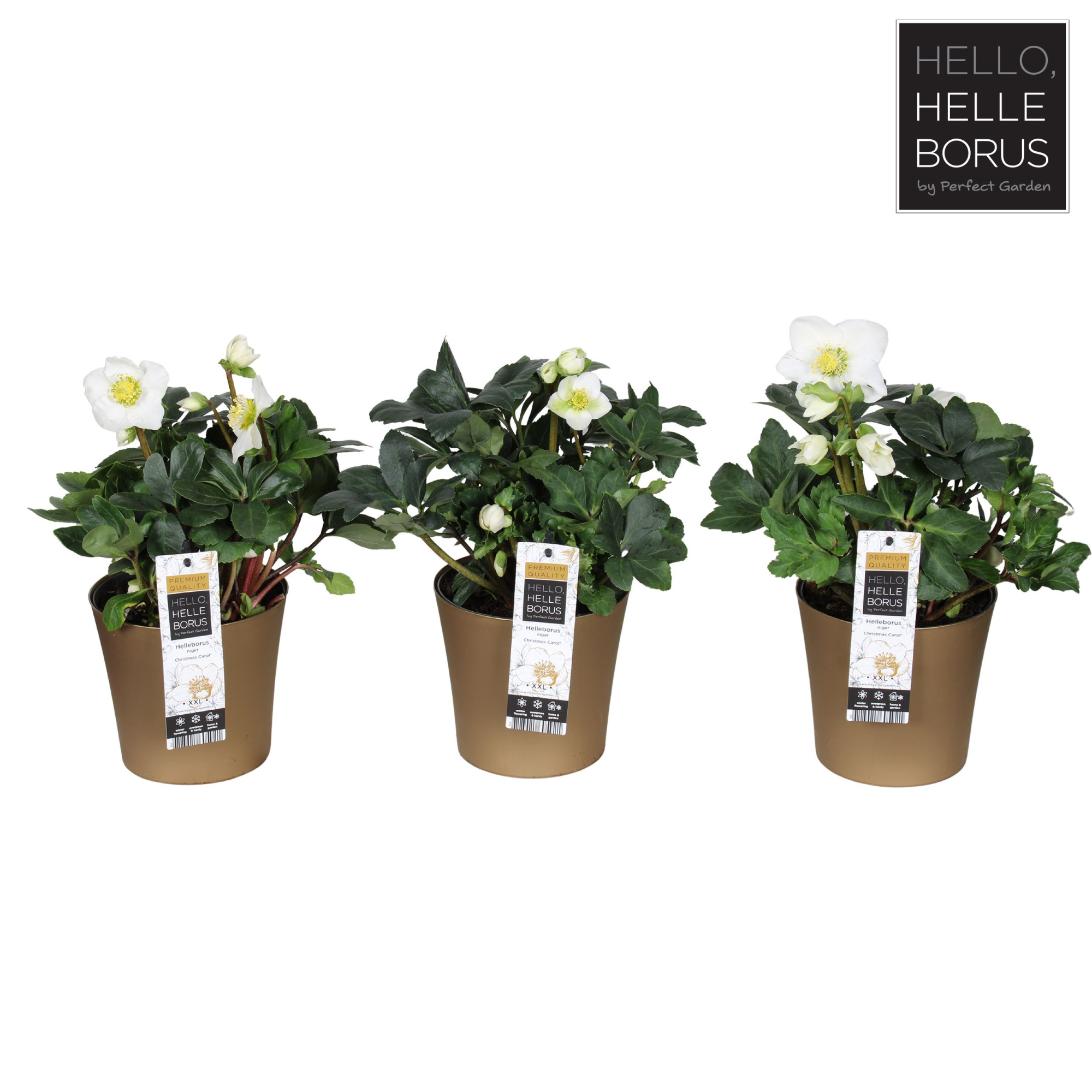 Helleborus niger Christmas Carol P14 (Golden pot), D 14 cm