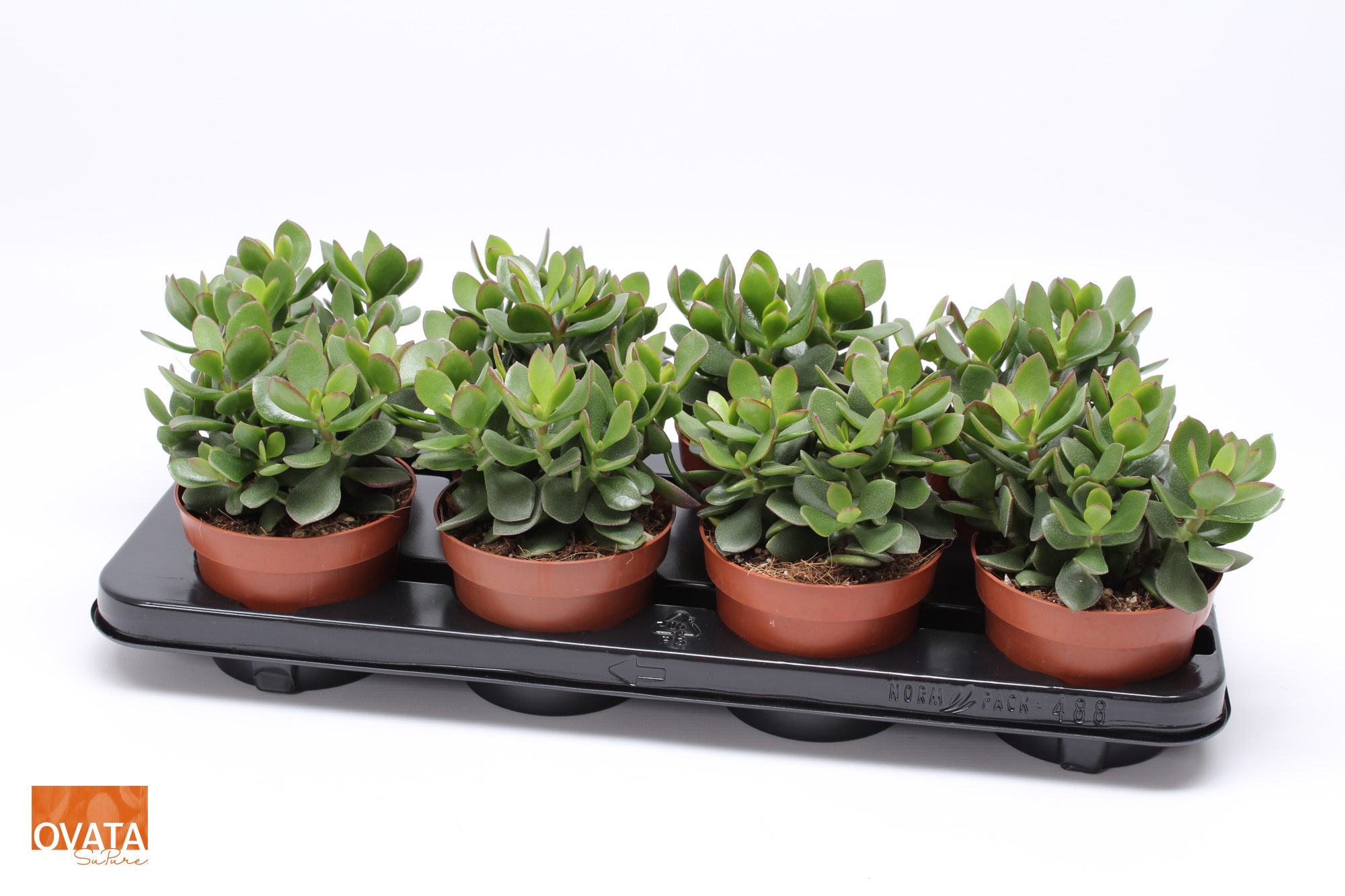 Crassula minova magic 12 WOODS, D 12 cm