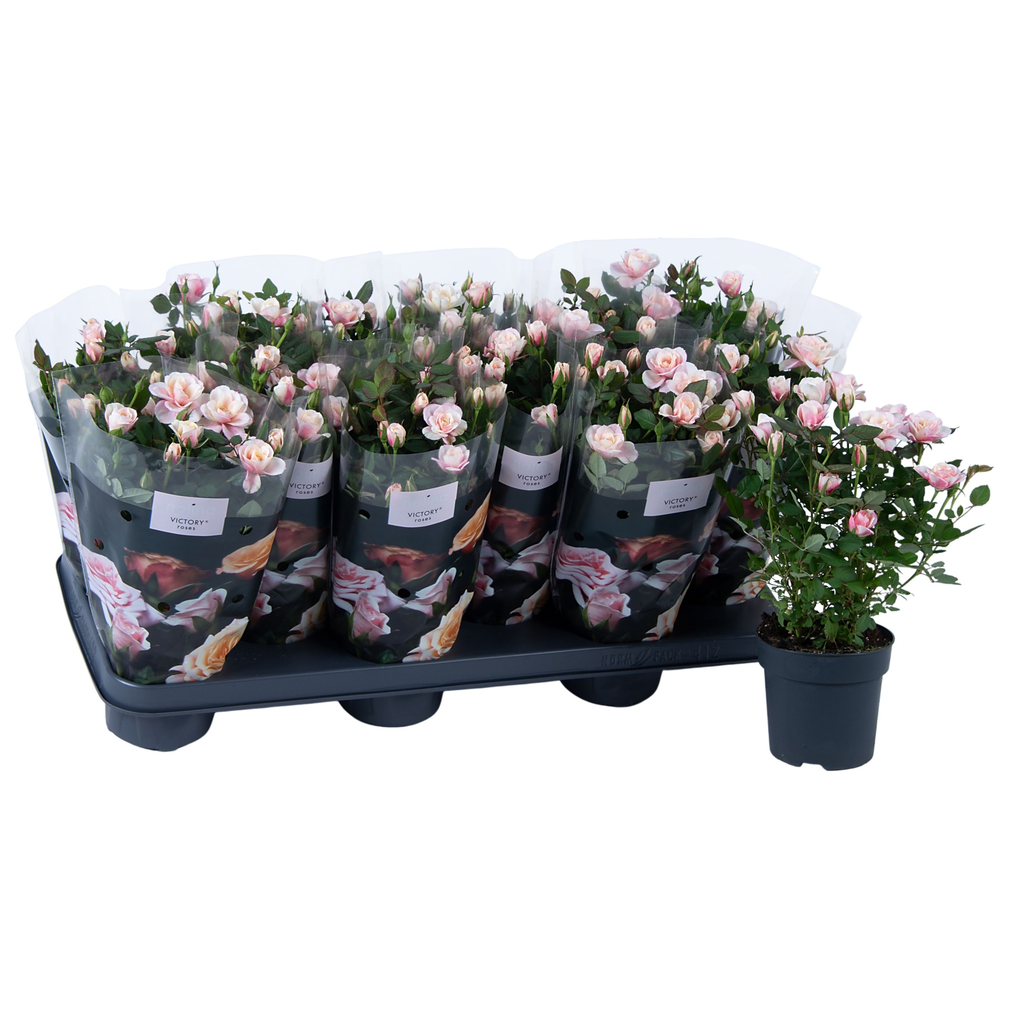 Nolina Roses Ø 10,5 cm. Piia st. 1-2, D 10,5 cm