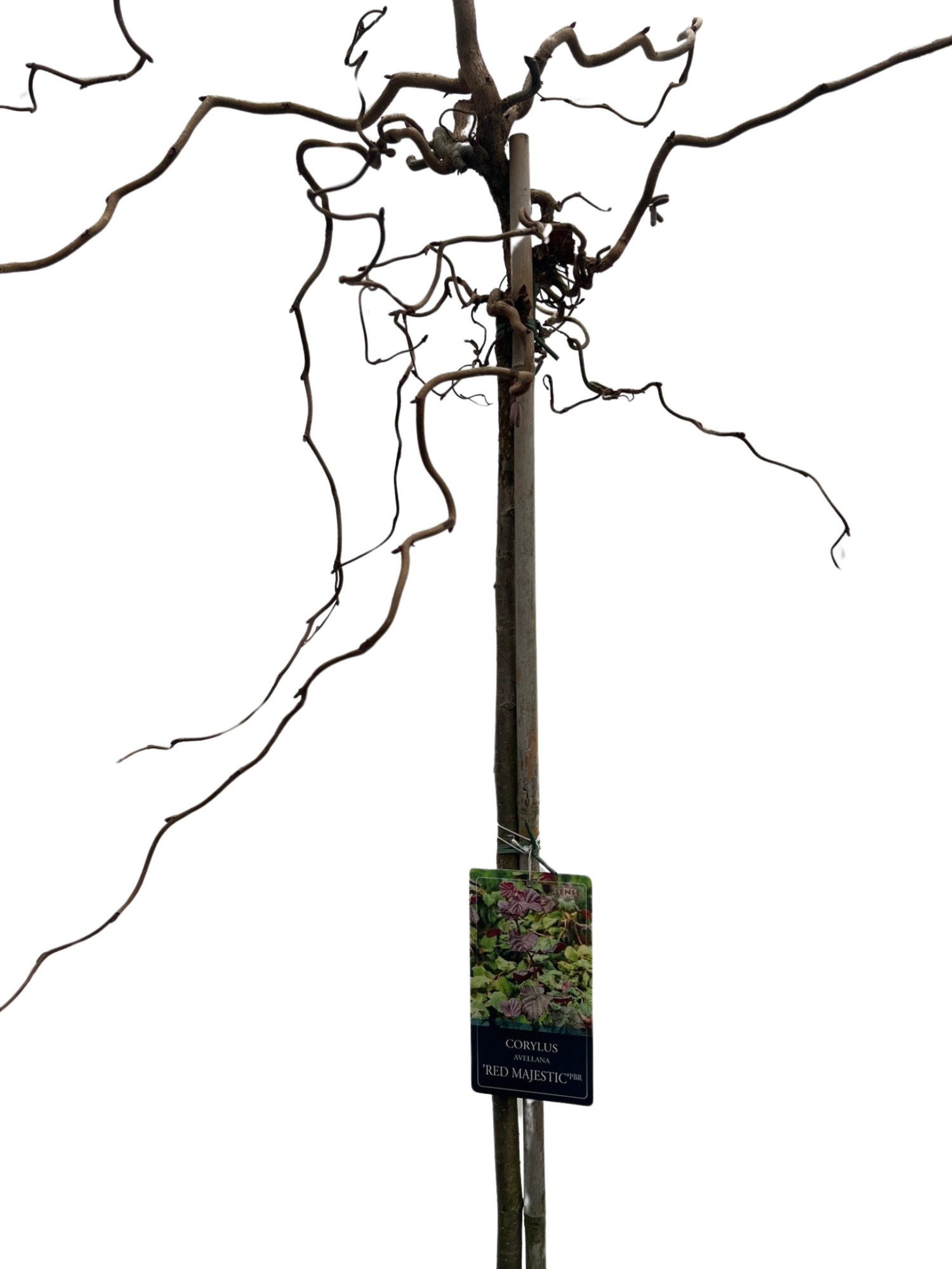 Corylus Red Majestic stam 150cm, D 32