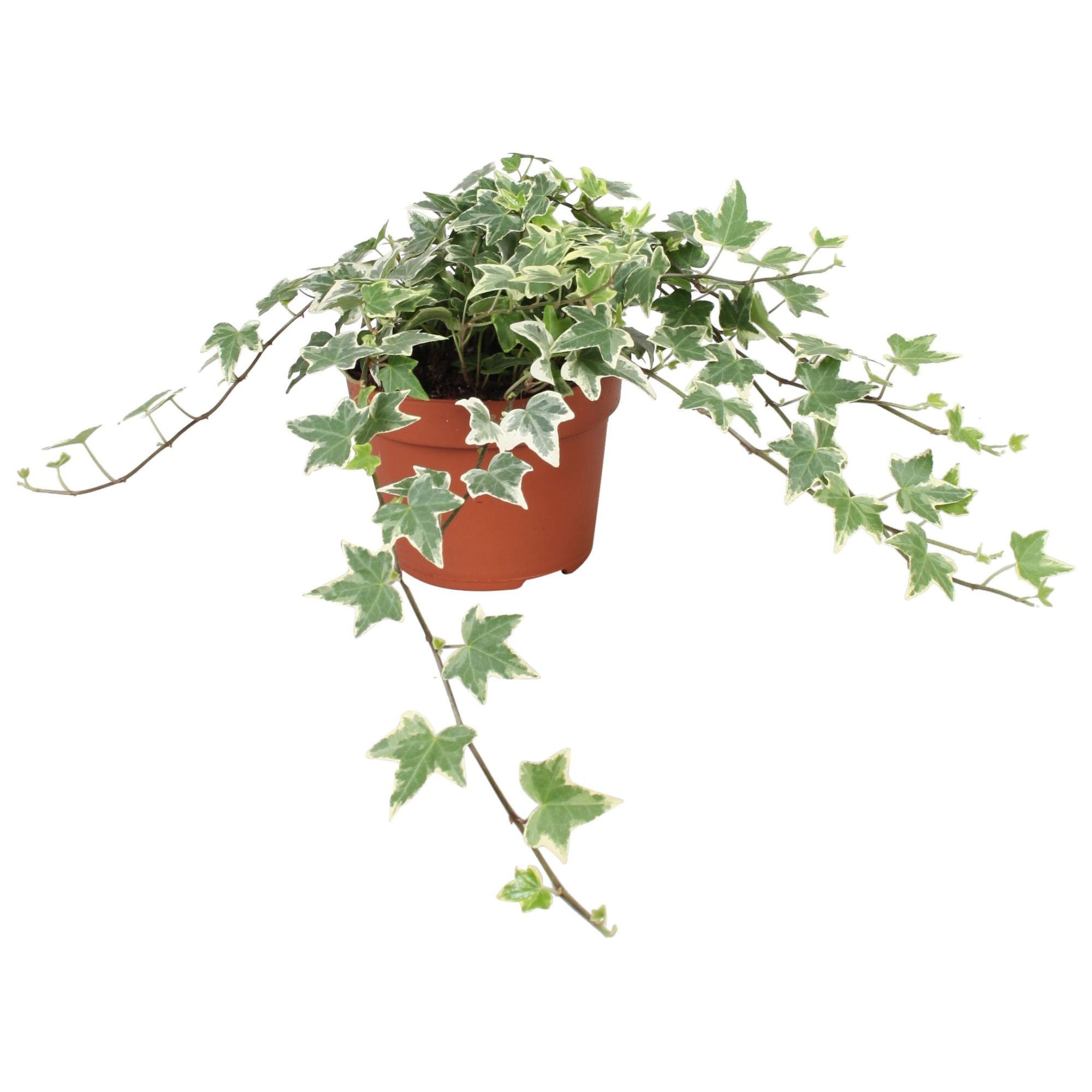 Hedera helix Eva, D 13 cm