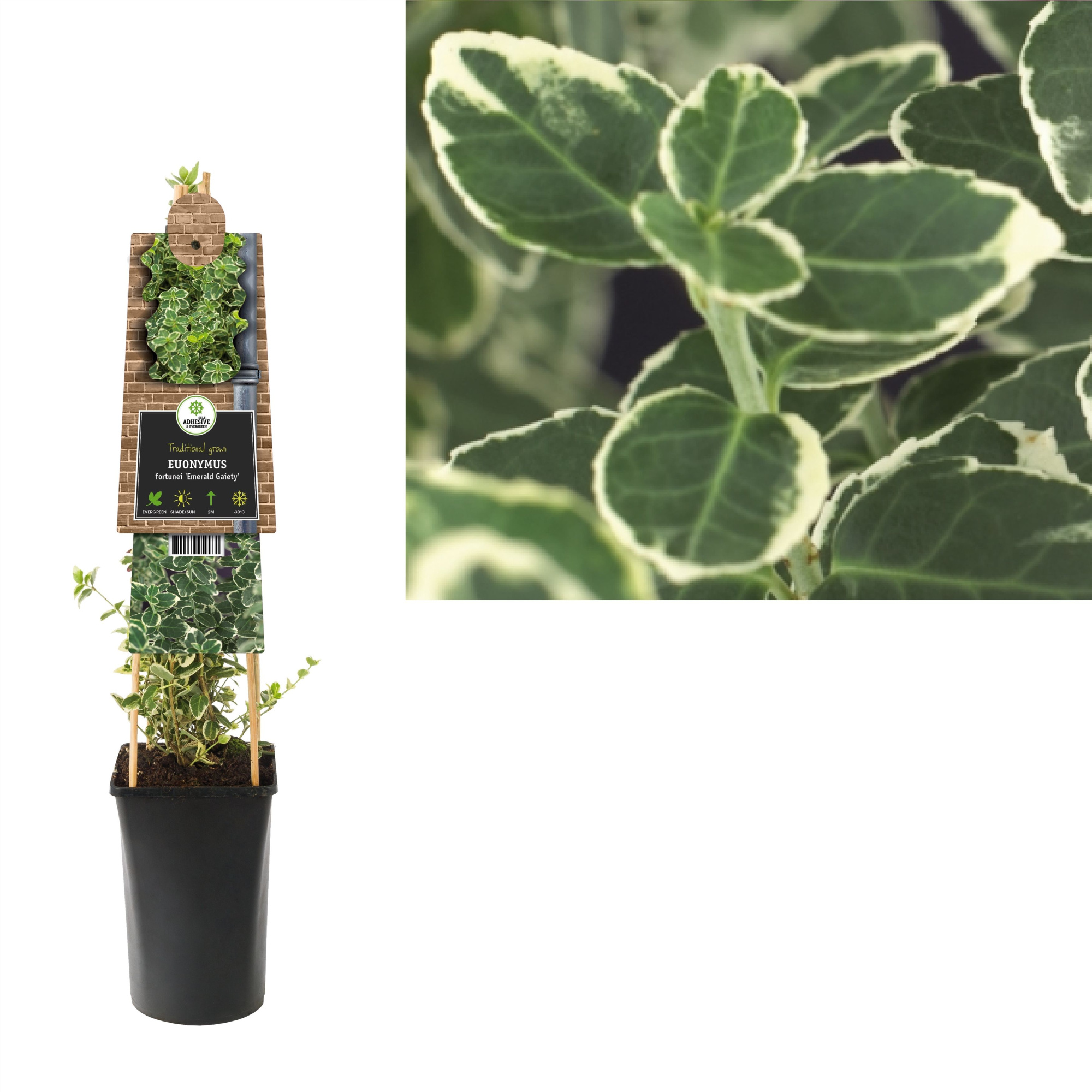 Euonymus fortunei 'Emerald Gaiety' +3.0 label, D 17
