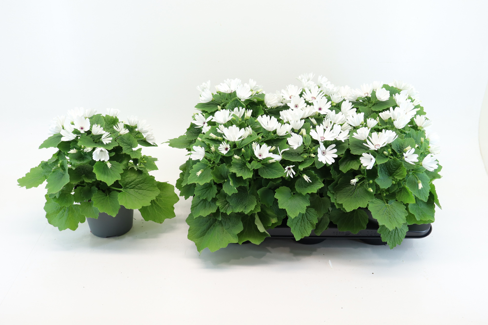 Senecio Senetti White, D 15