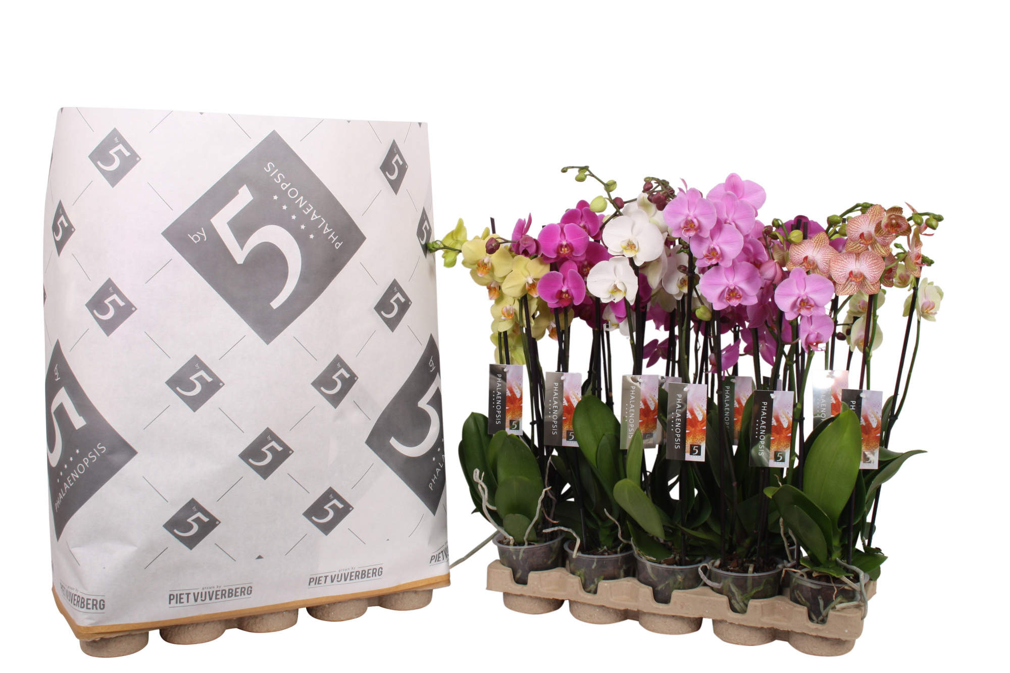 Phalaenopsis 3-spike 22+ mix in pulp tray, D 12 cm