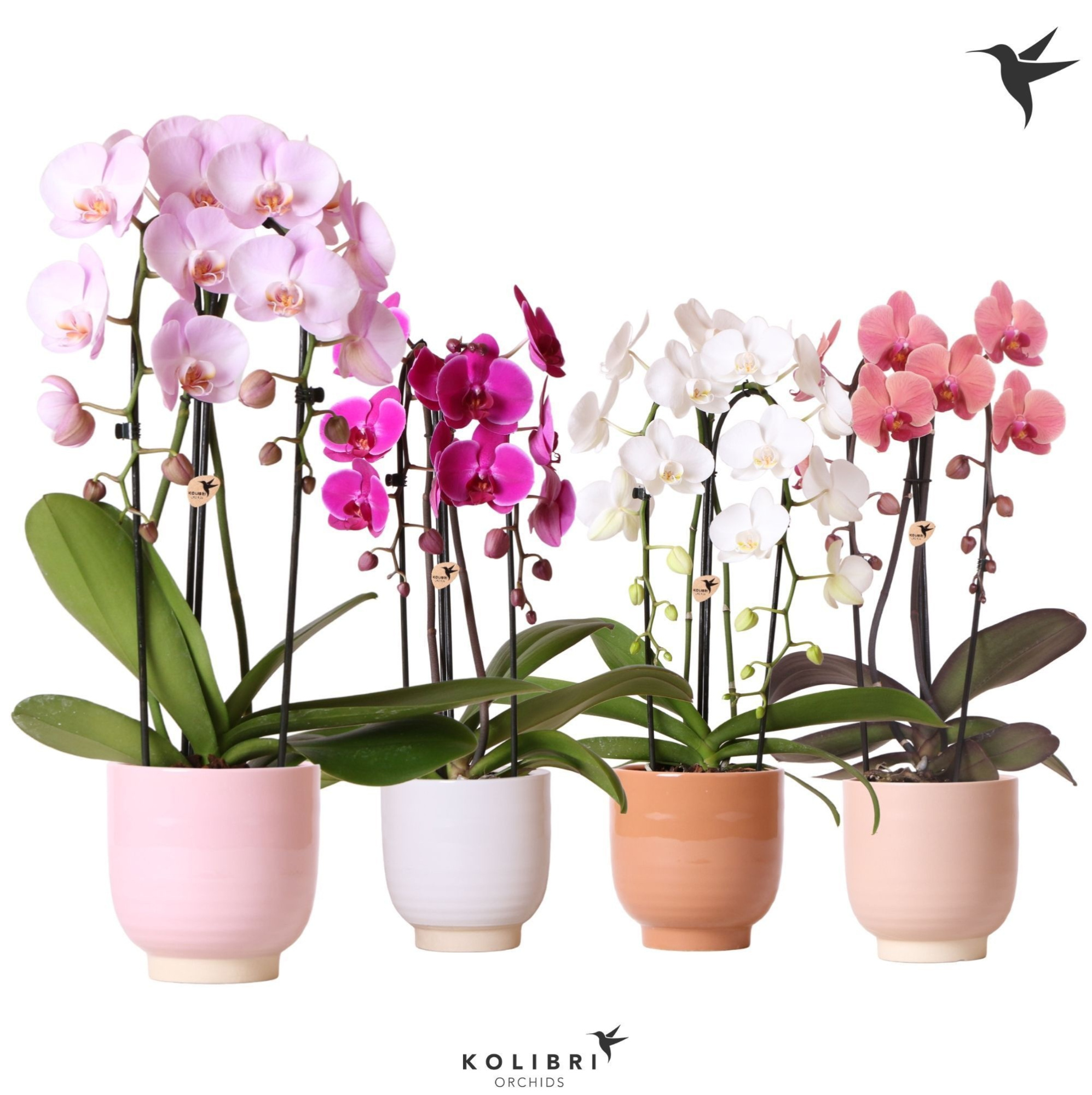 Kolibri Orchids Cascade Niagara Fall mix 2 spike in Glazed pot mix, D 12 cm