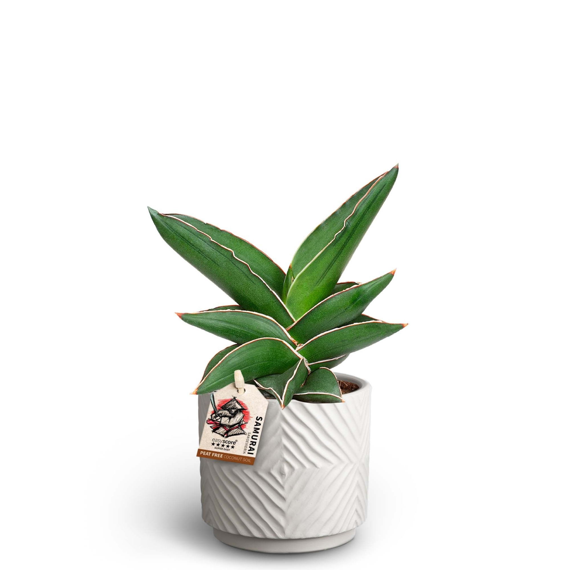 Dune Sand, Sansevieria Samurai, D 10 cm