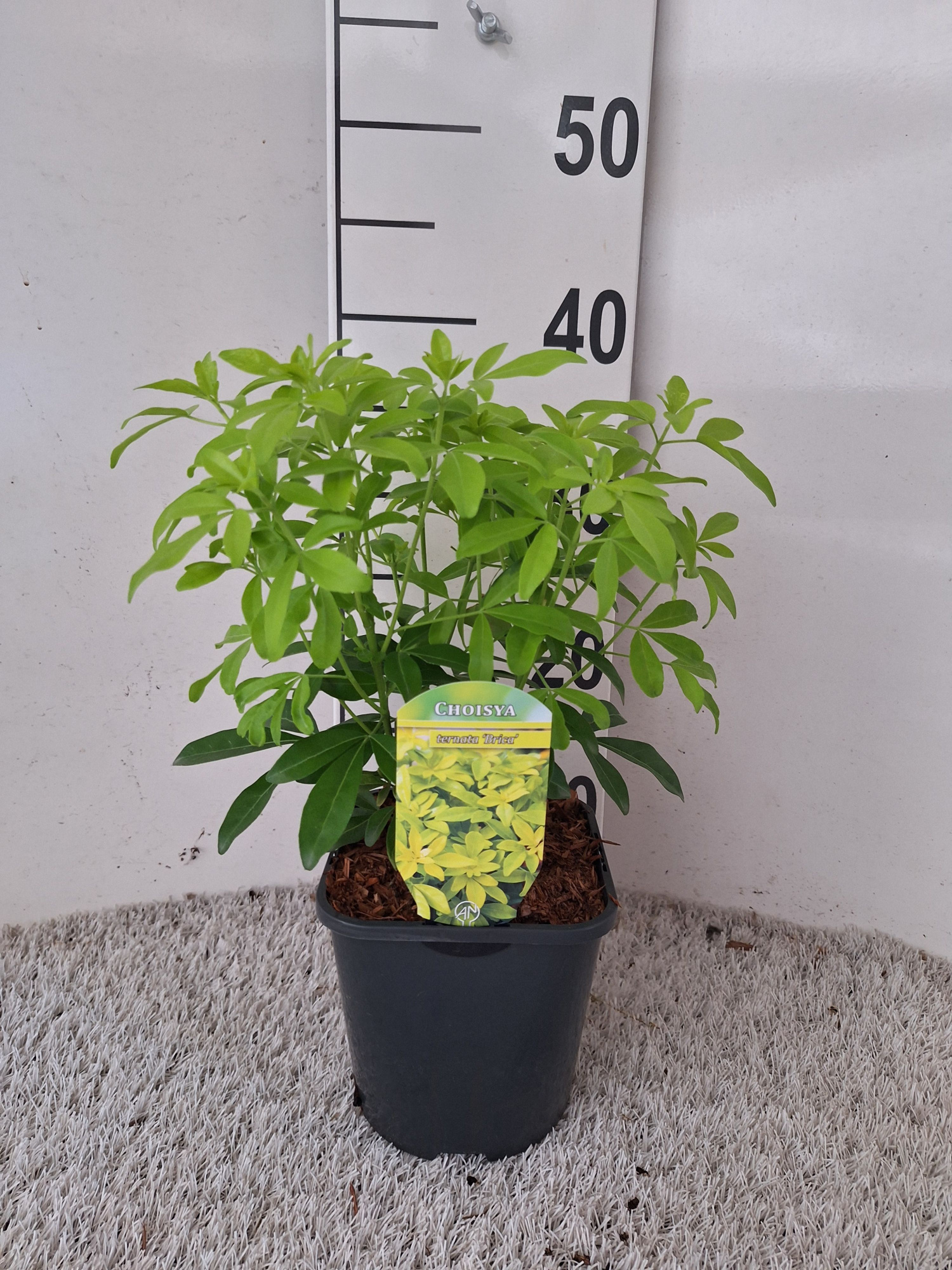 Choisya ternata Sundance, D 17 cm