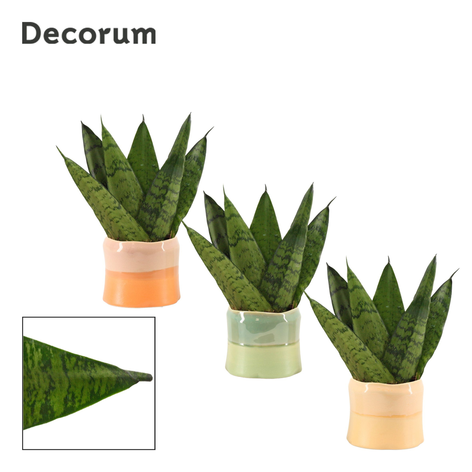 Sansevieria zeylanica fan 6 cm in Evita (Craft world-collection), D 6 cm