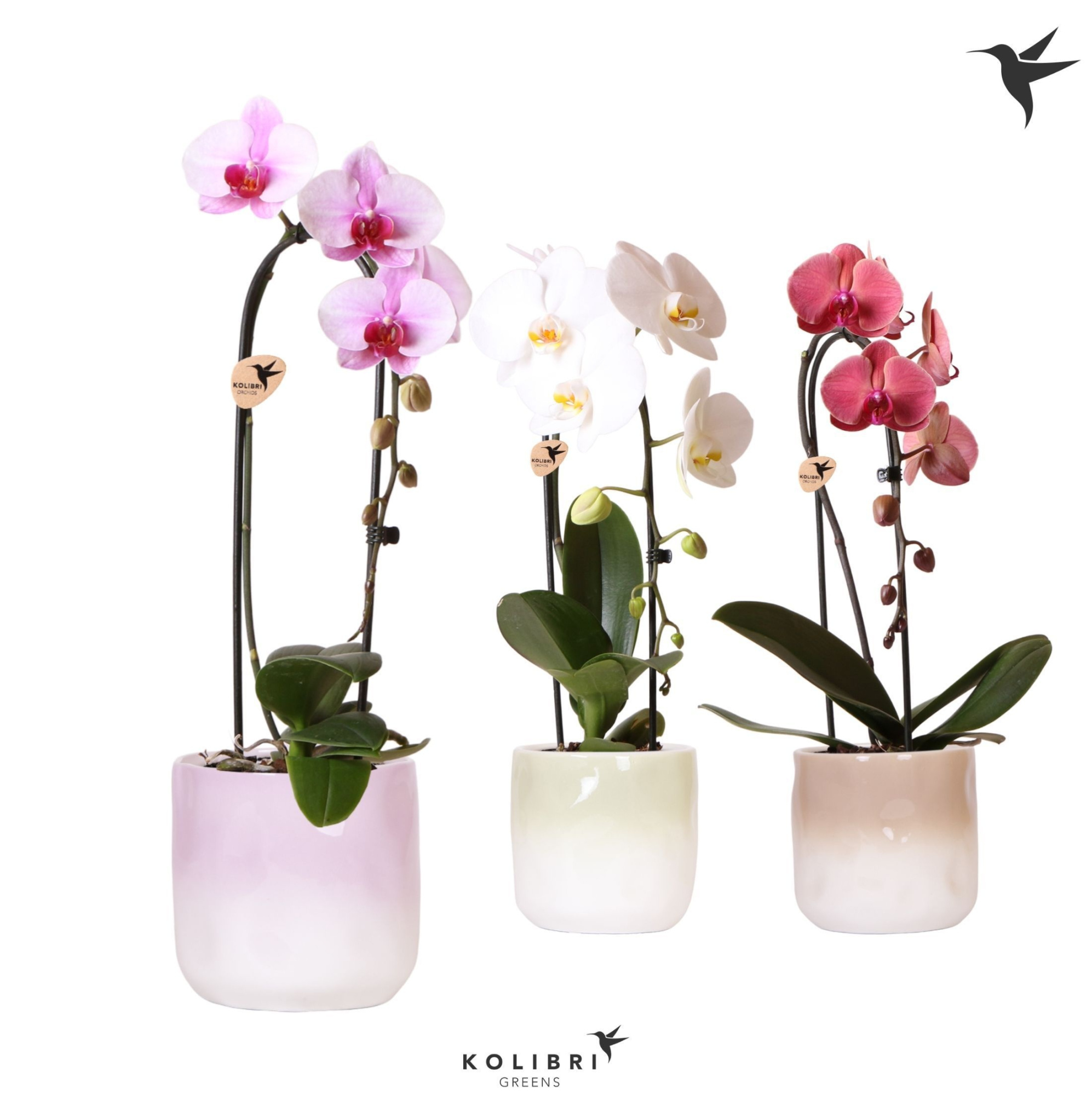 Kolibri Orchids Cascade Niagara Fall mix 1 spike in Gradience pot mix, D 12 cm