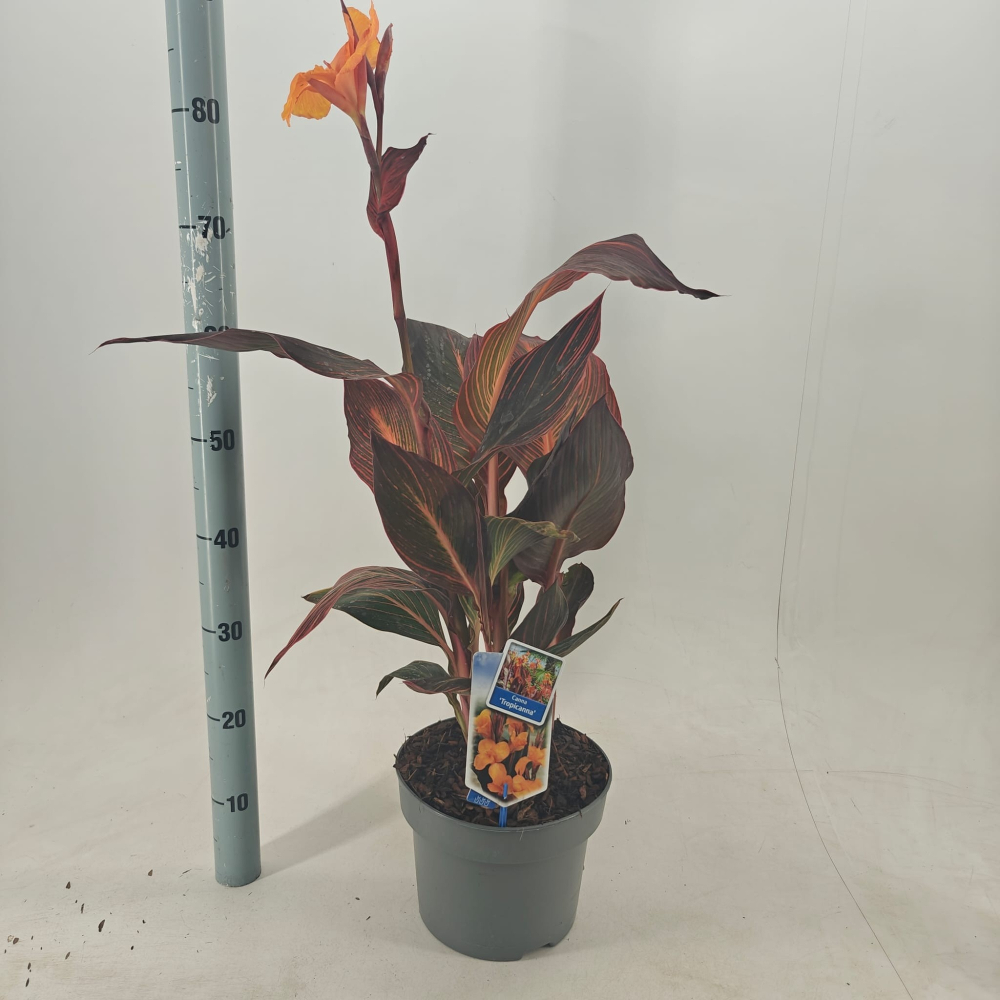 Canna Tropiccana, D 23 cm