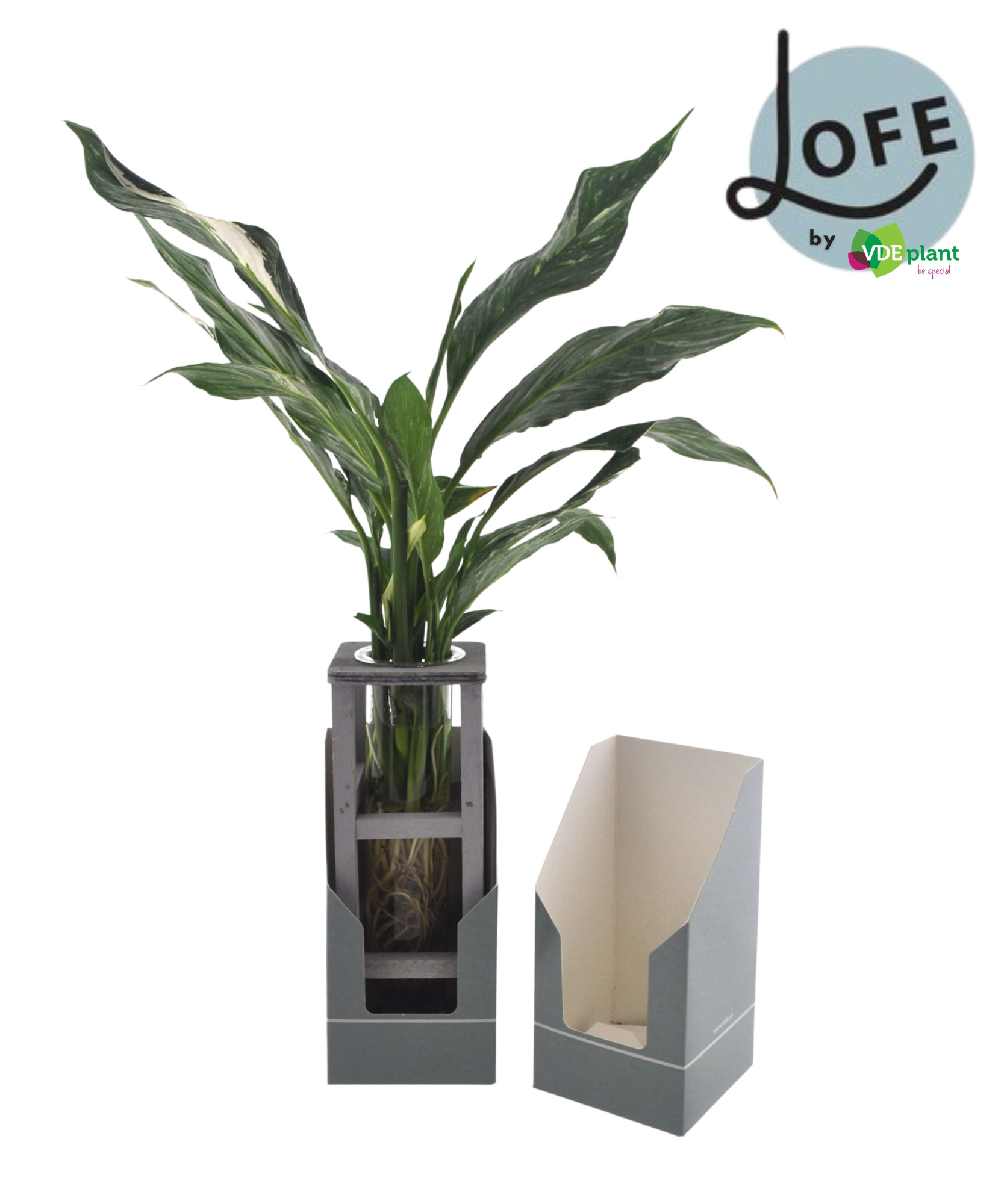 LOFE | Spathiphyllum in Woodrack + verpakking, D 12