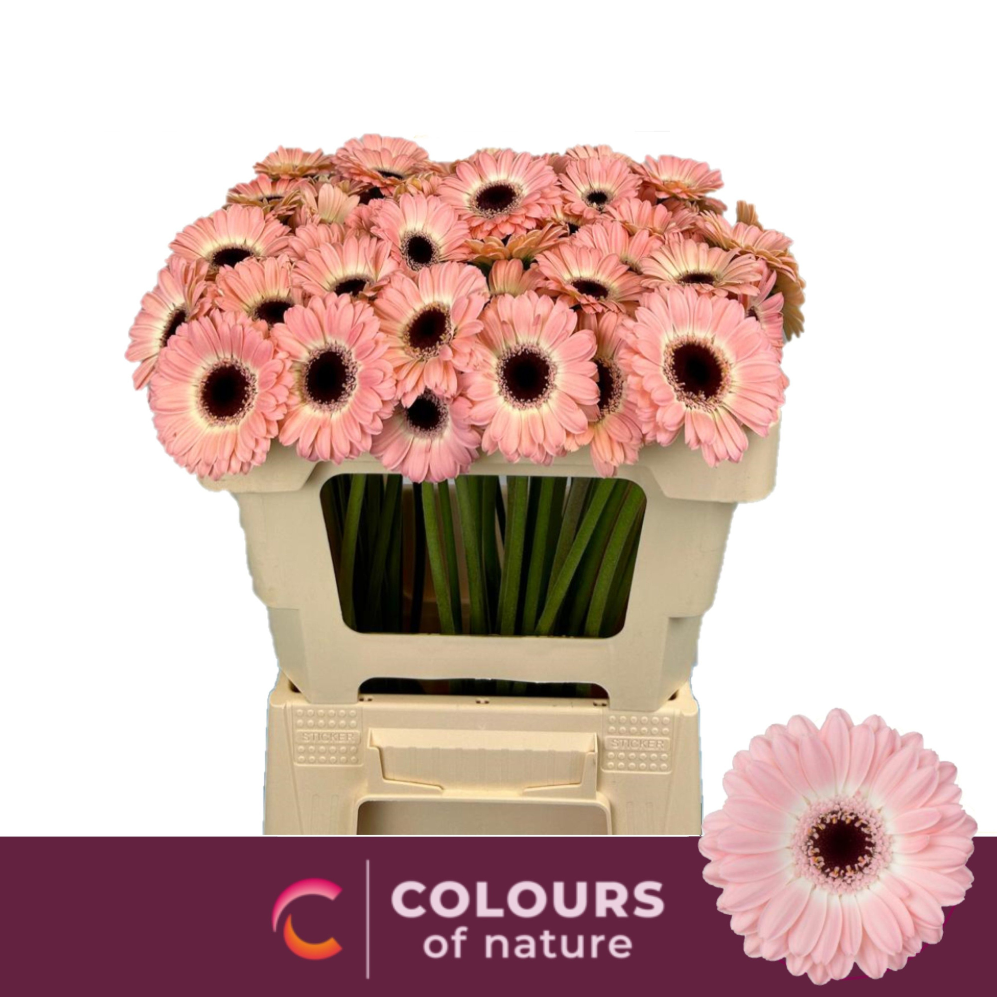 Гермини Диксон, шт.