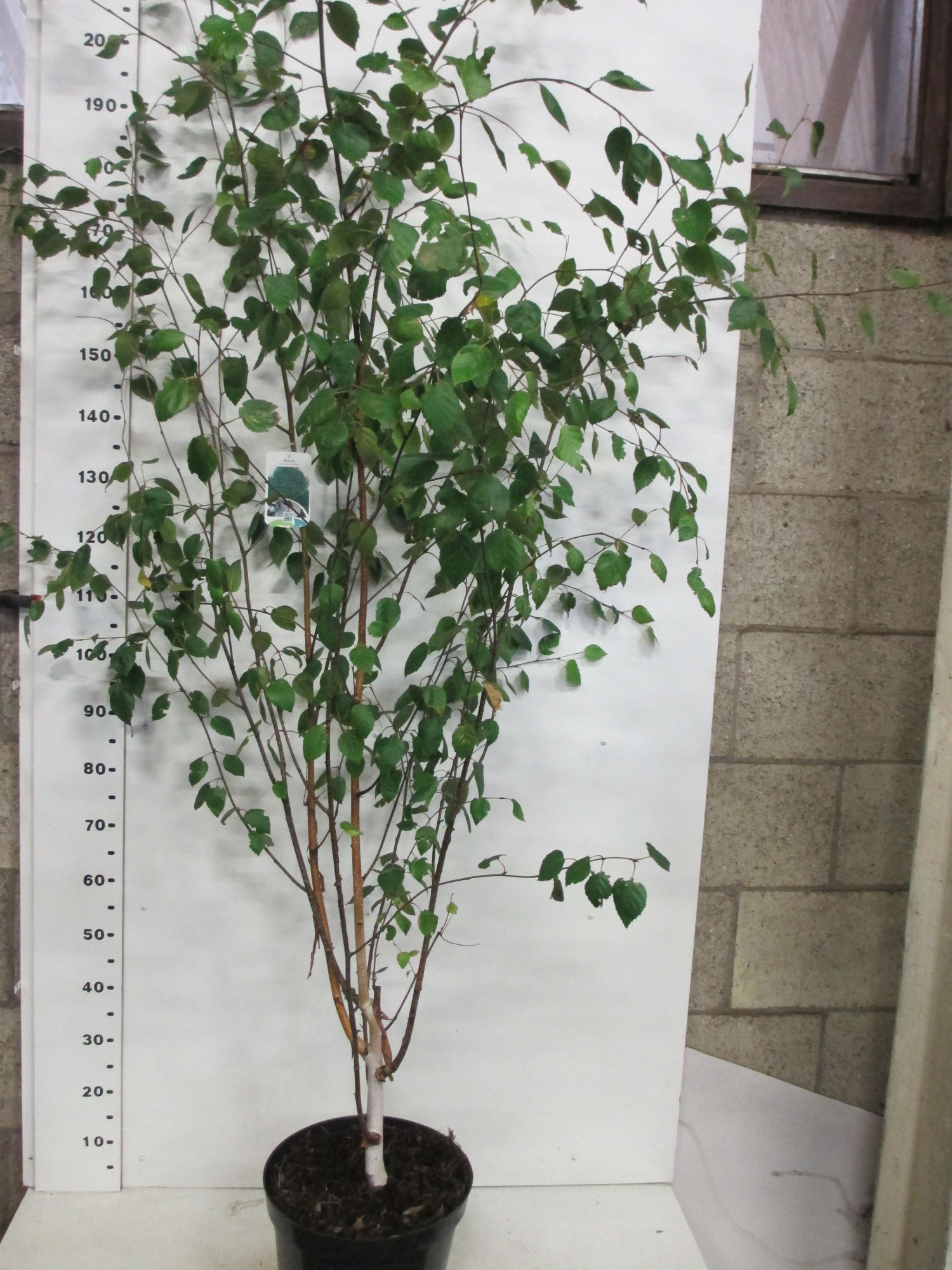 Betula u. jacquemontii 175-200 P32 multistam, D 32 cm