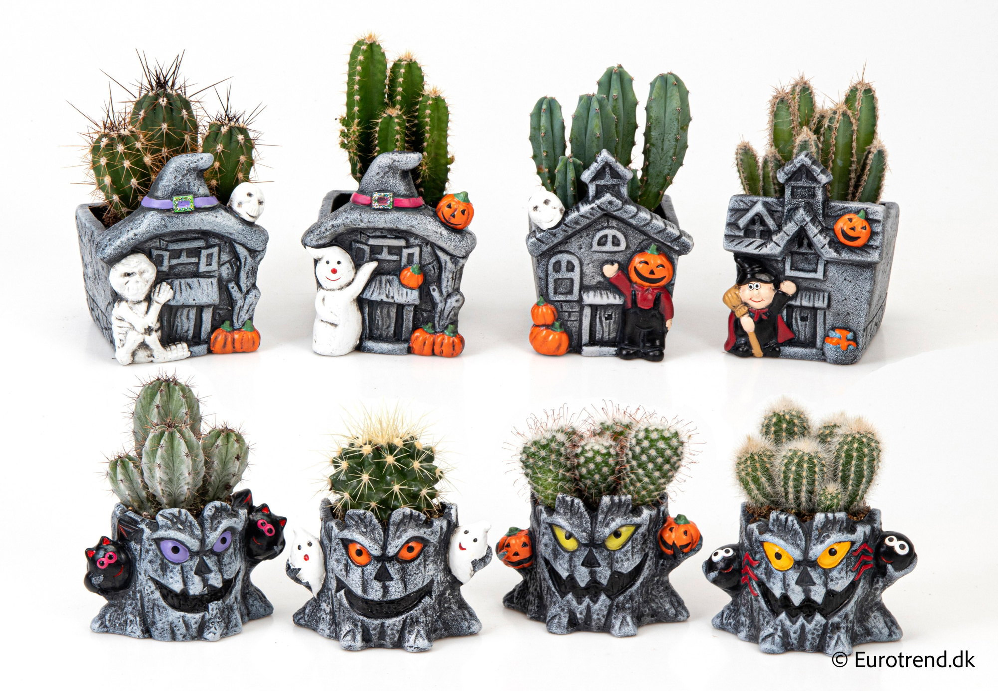 Cactus Mix in Halloween ceramic 2025, D 6 cm