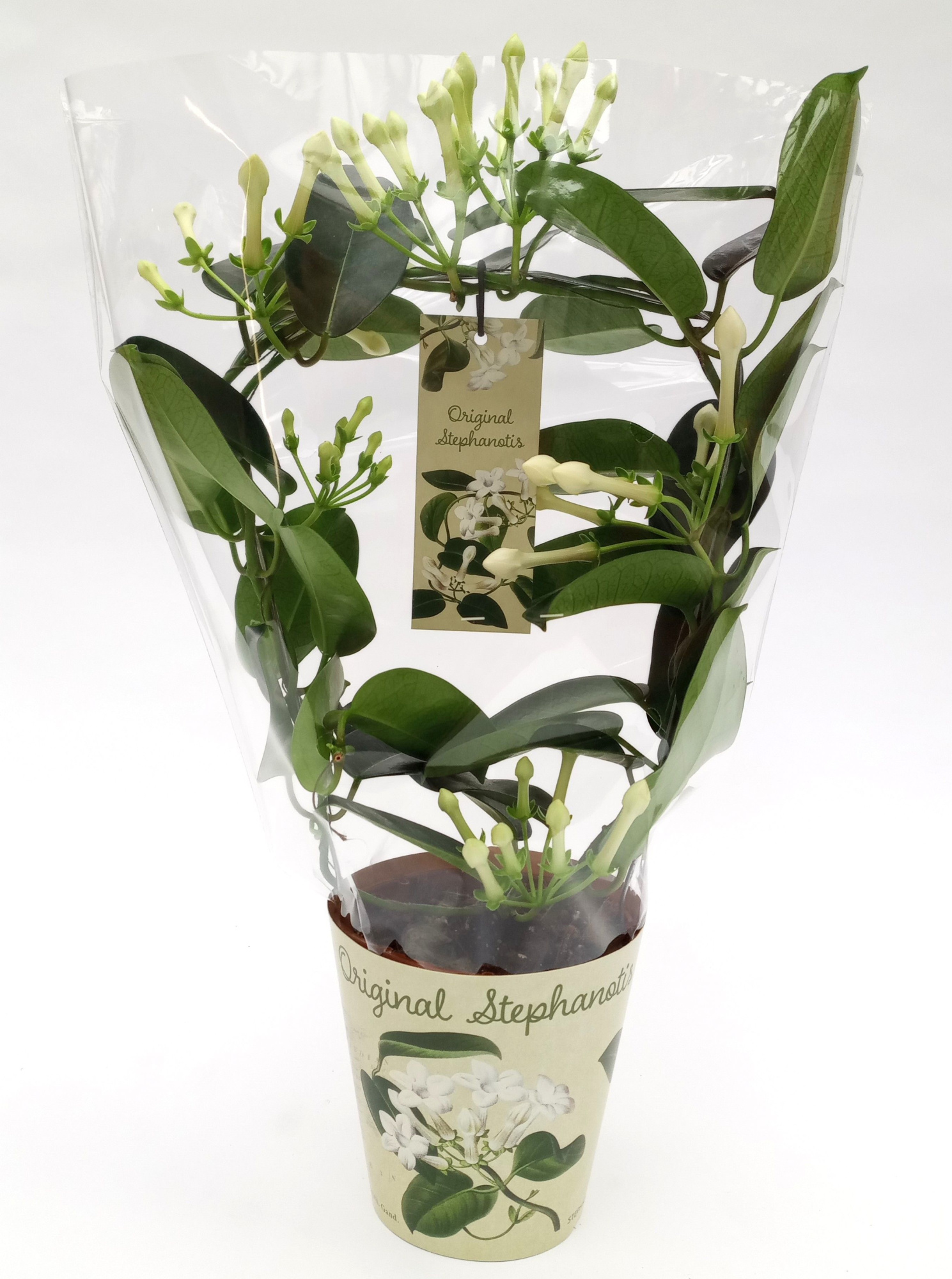 Stephanotis Original, D 12