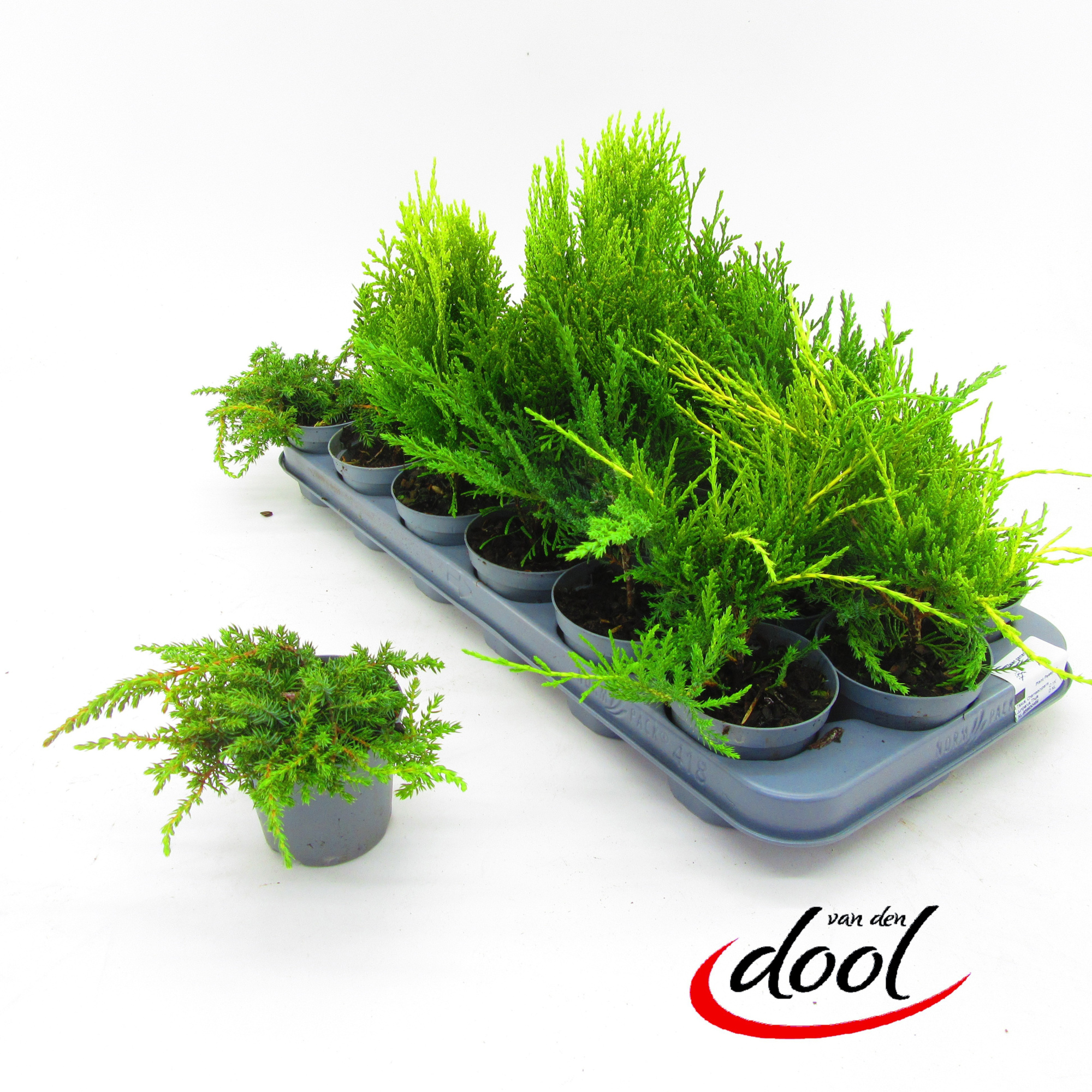 Coniferen gemengd, D 9