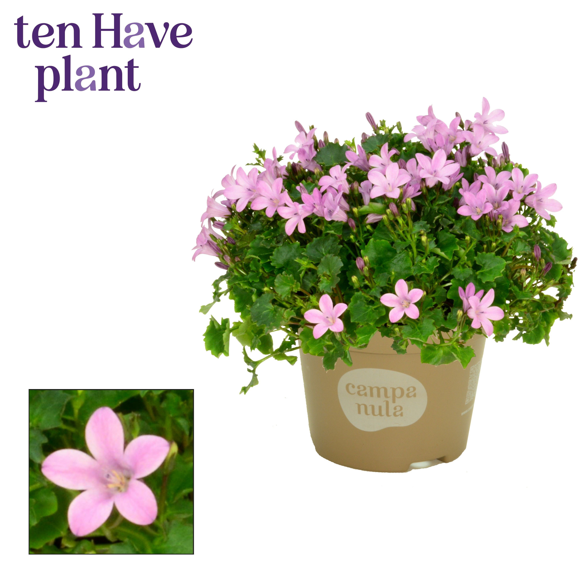 Campanula Porto Pink, D 11