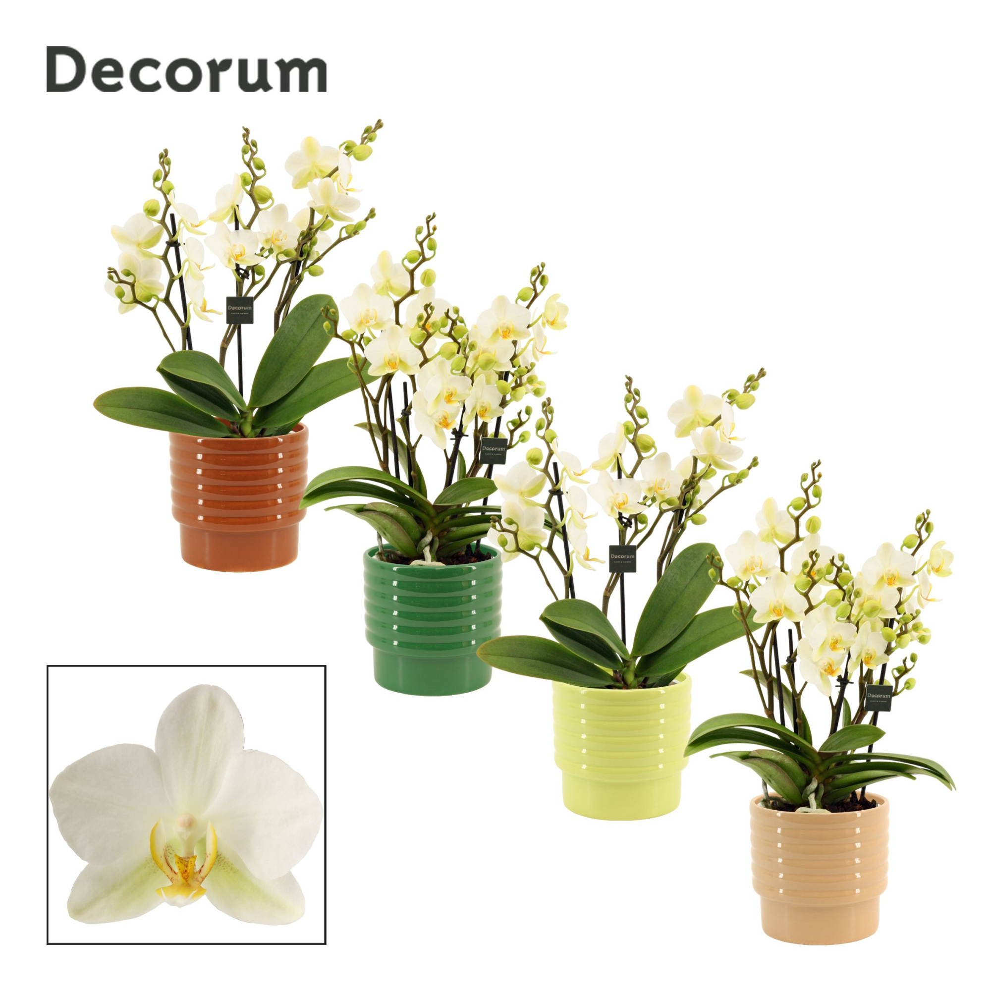 Phalaenopsis dazzling Lausanne 3-4 tak in Naemi (Natural bubble-, D 12 cm