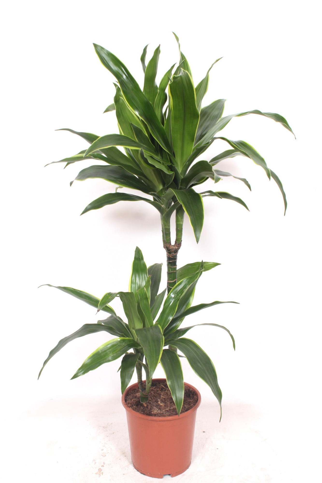 Dracaena Arturo 45-15, D 19