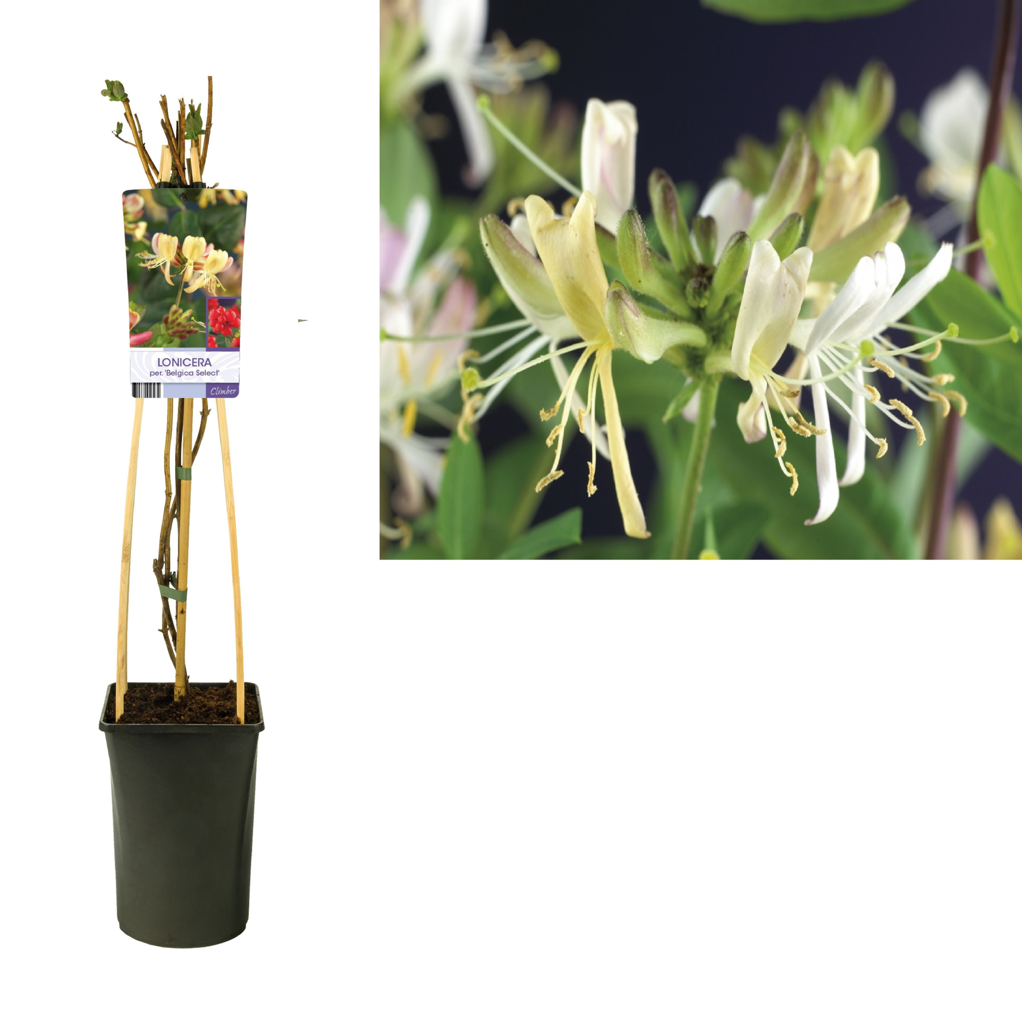 Lonicera per. 'Belgica Select' +light label, D 17 cm