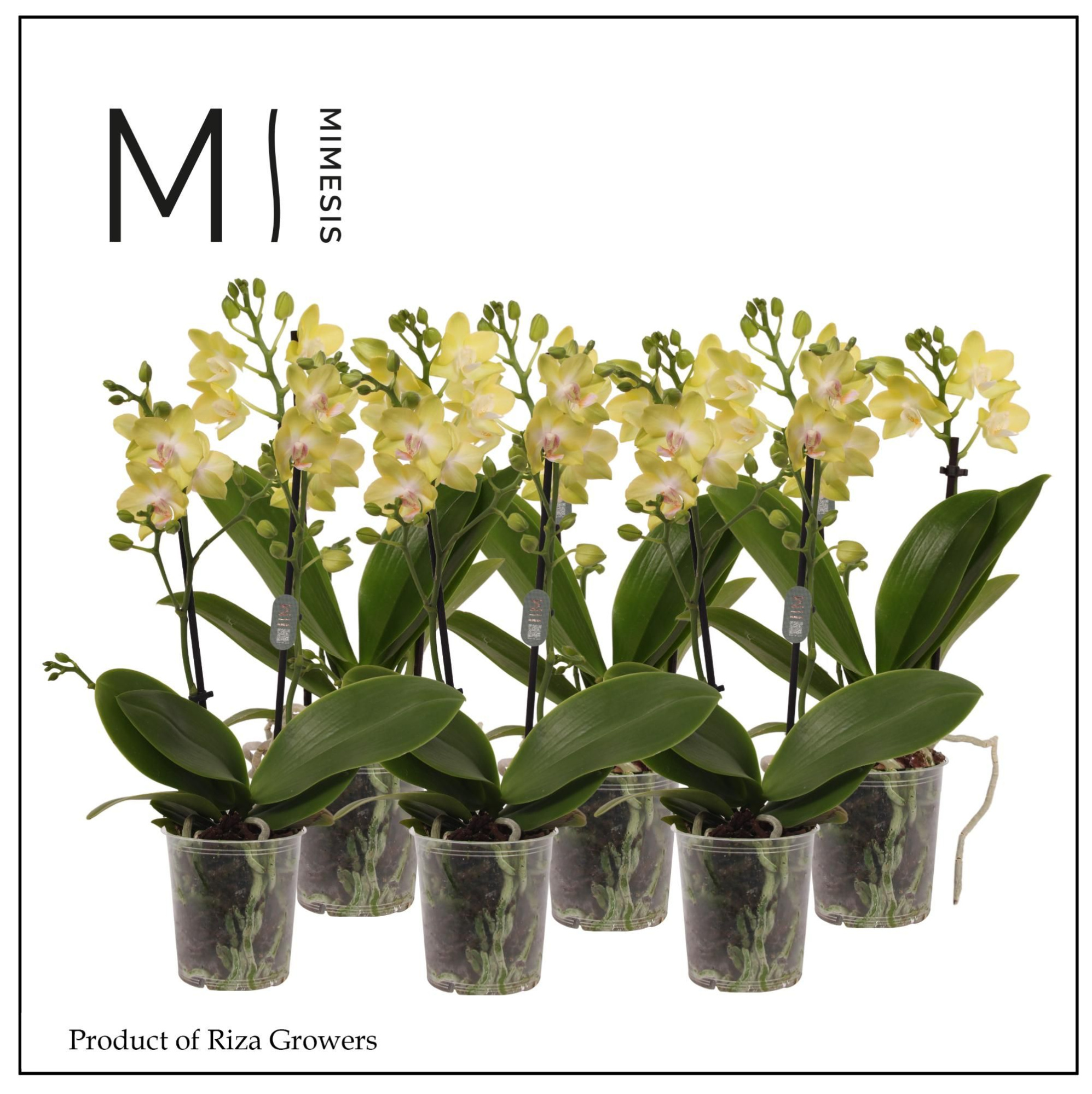 Phalaenopsis Yellow 2 spike - 9cm | Mimesis, D 9 cm