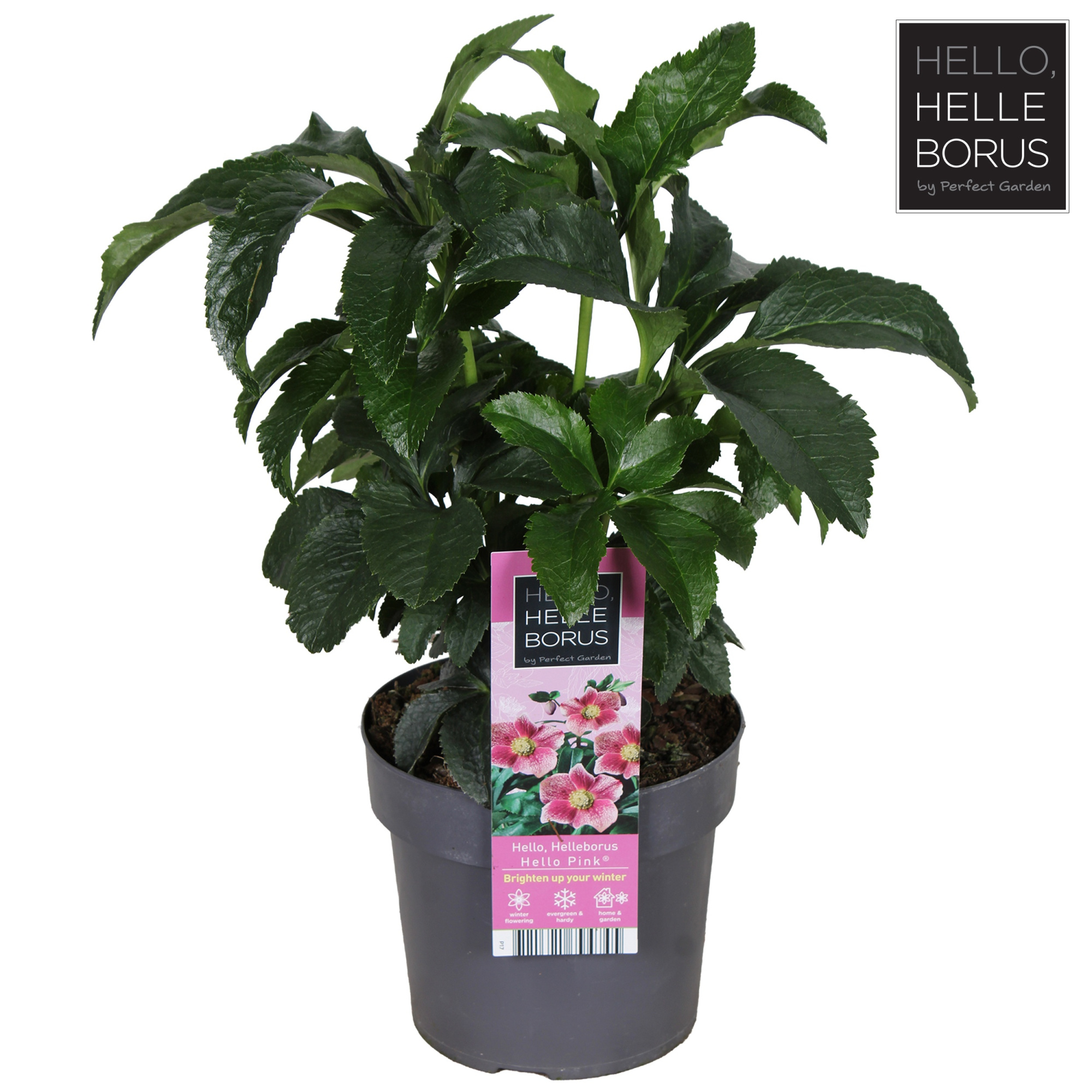 Helleborus orientalis 'Hello Pink' P17, D 17