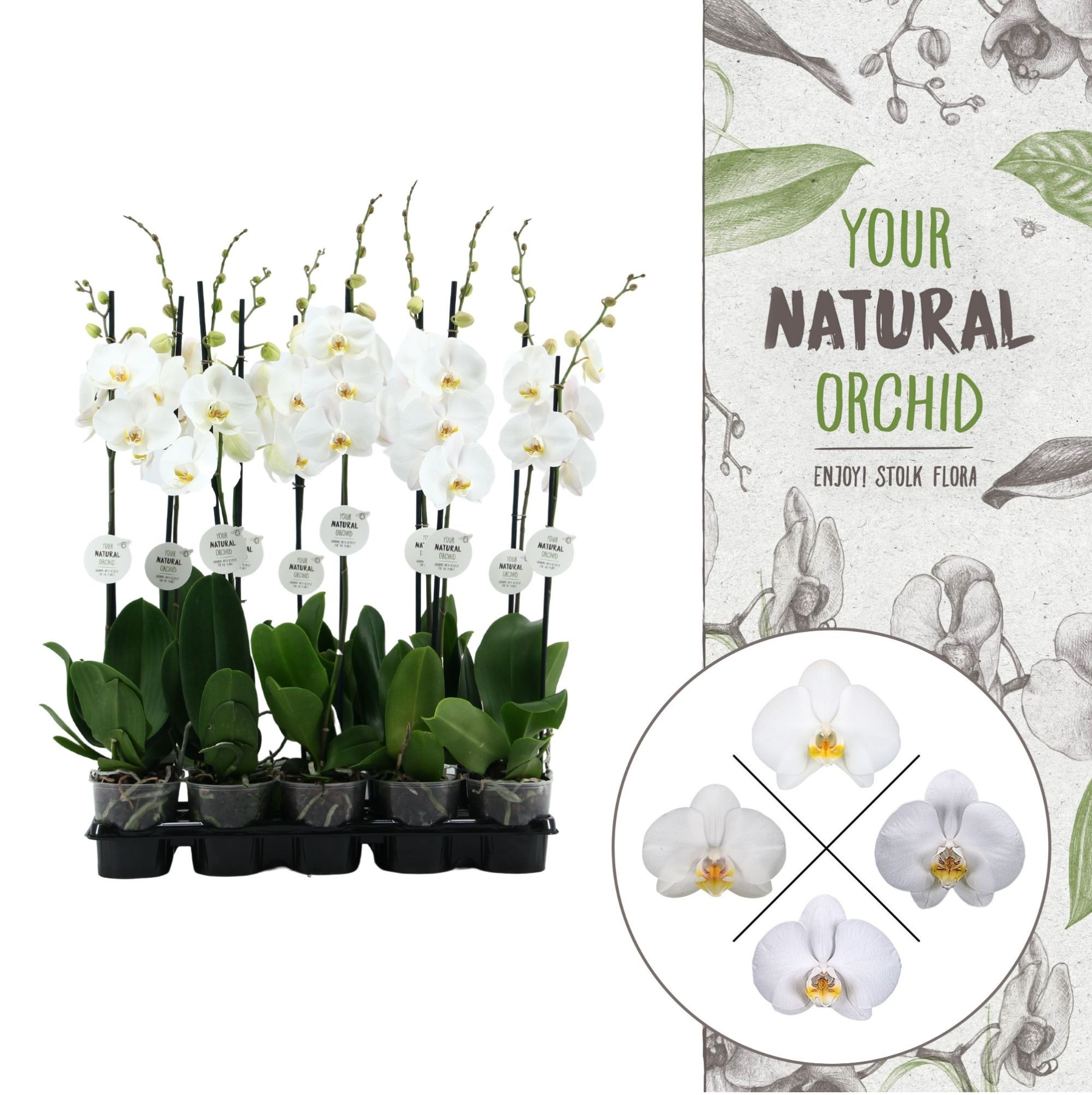 Your Natural Orchid | White 75cm | Phalaenopsis 1 spike, D 12