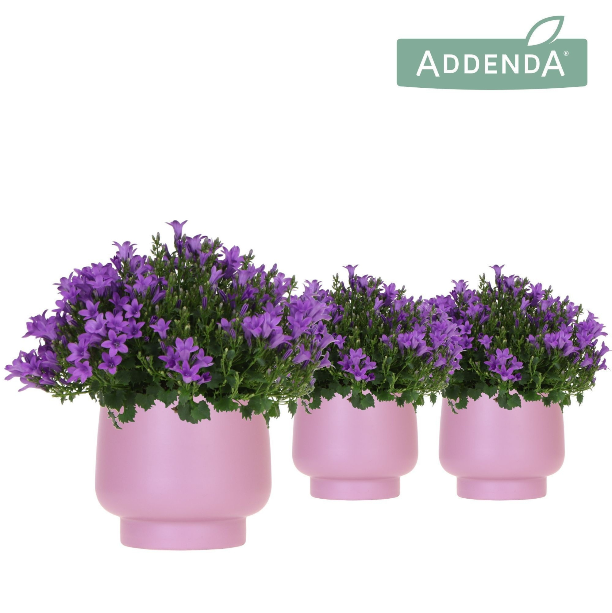 Campanula Addenda Ambella Intense purple in Scandic pot violet, D 12