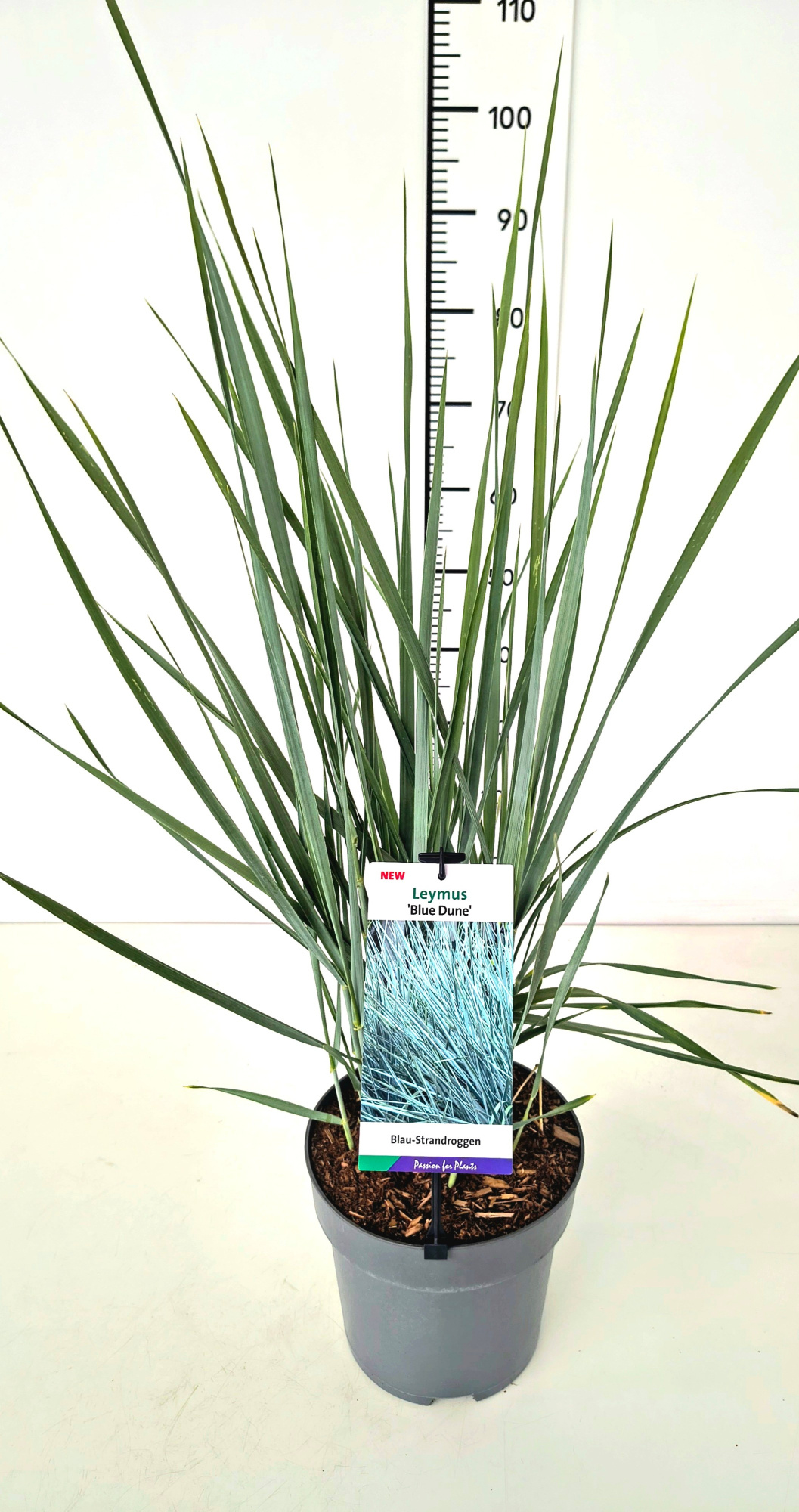 Leymus ar. 'Blue Dune' C5, D 23 cm