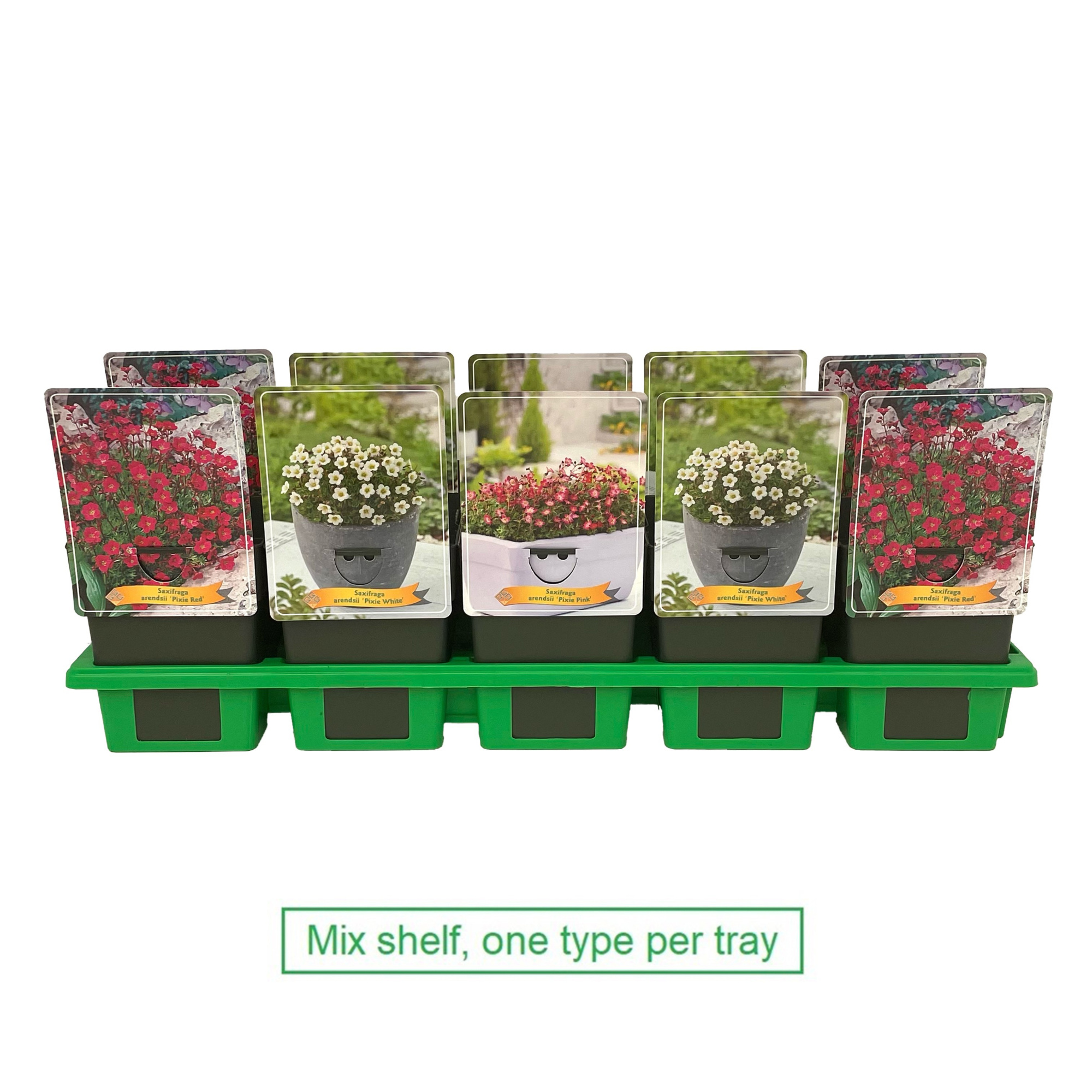 Saxifraga Pixie mix laag P11, D 11 cm