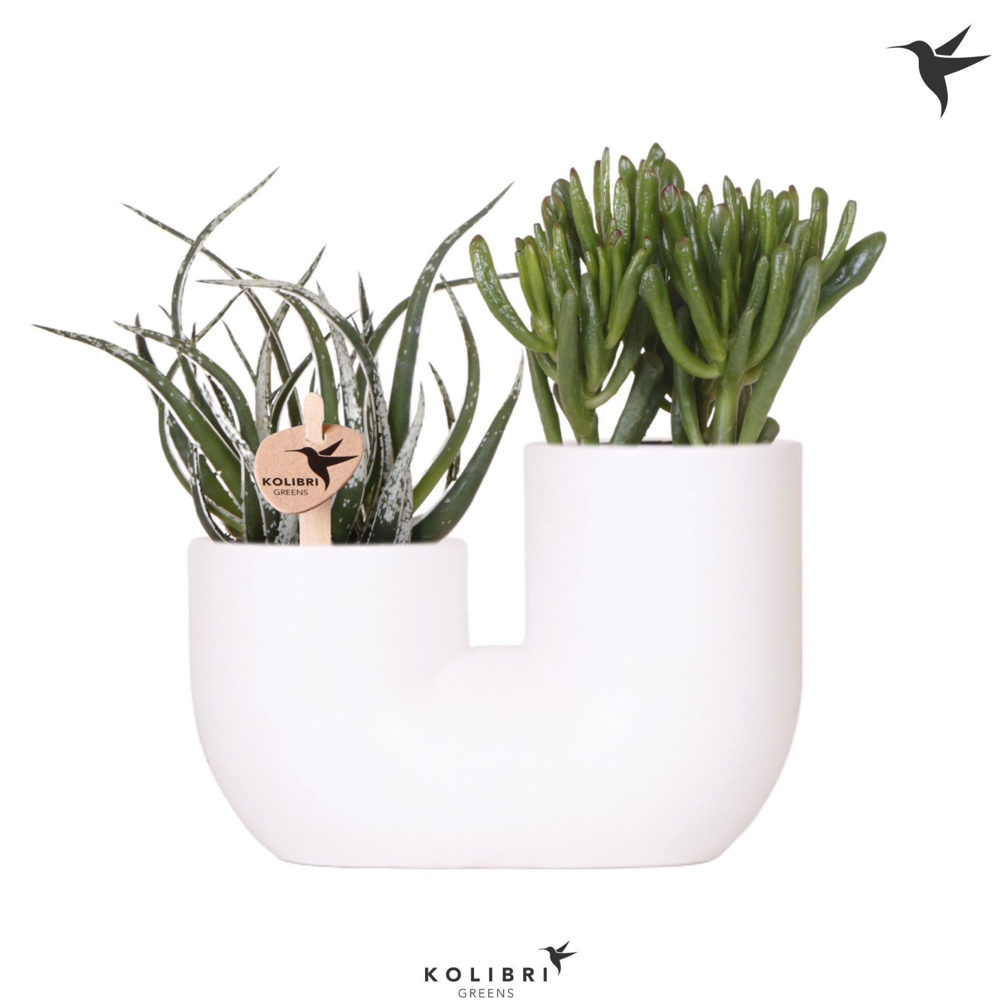 Kolibri Greens Succulenten mix in Tube pot white, D 18 cm