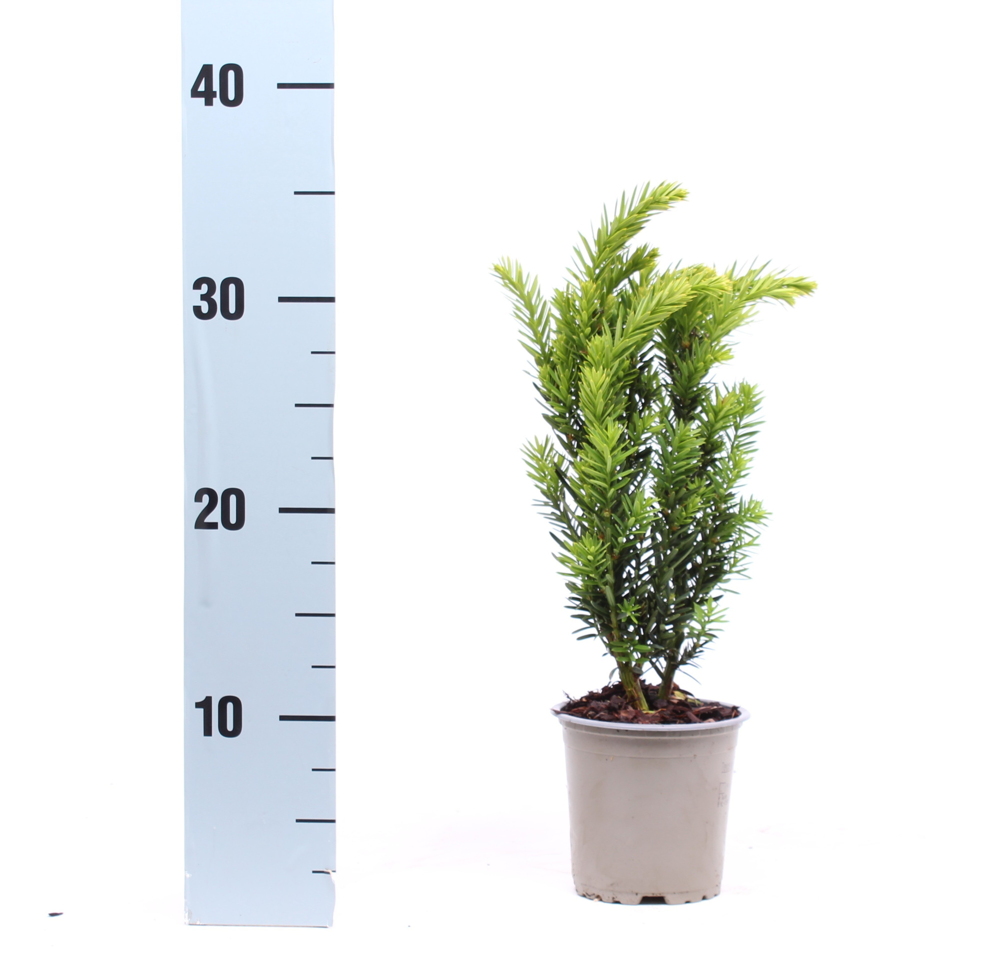 Taxus media 'Hillii', D 11 cm