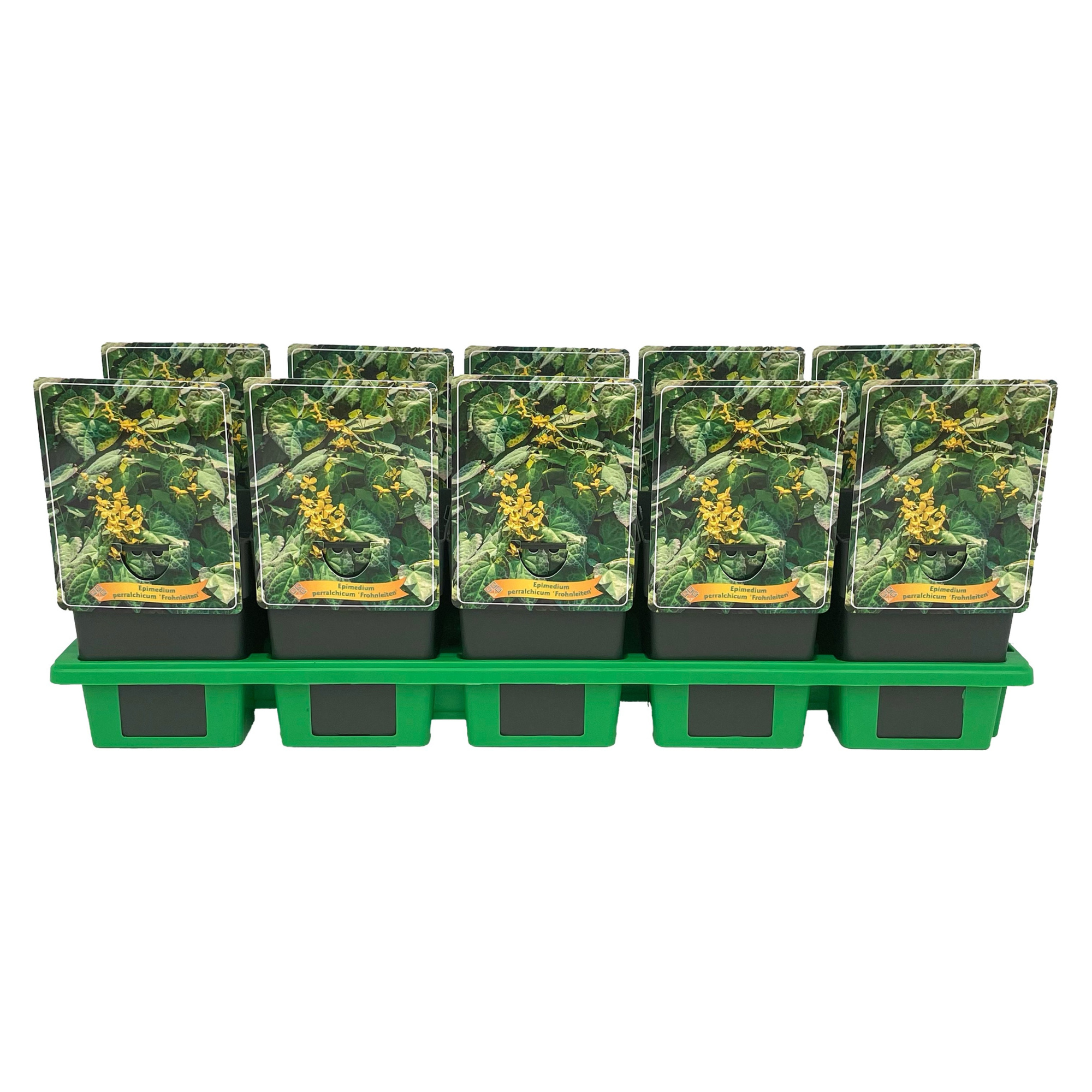 Epimedium perralchicum 'Frohnleiten' P11, D 11 cm