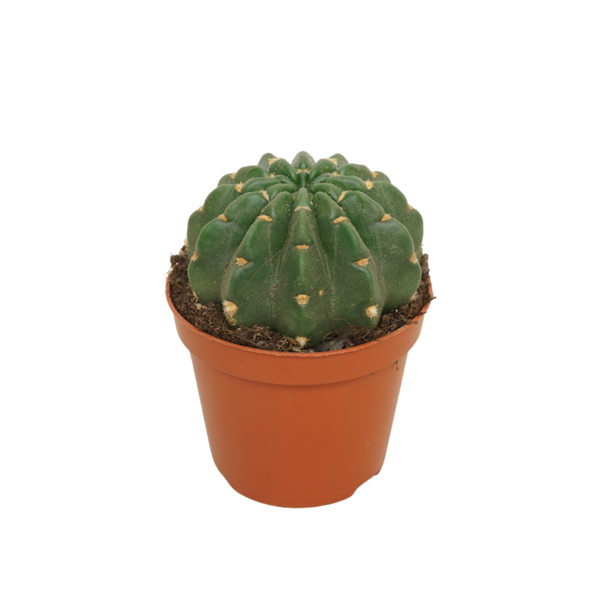 Echinopsis cardenasiana inermis 8,5 cm, D 8,5 cm