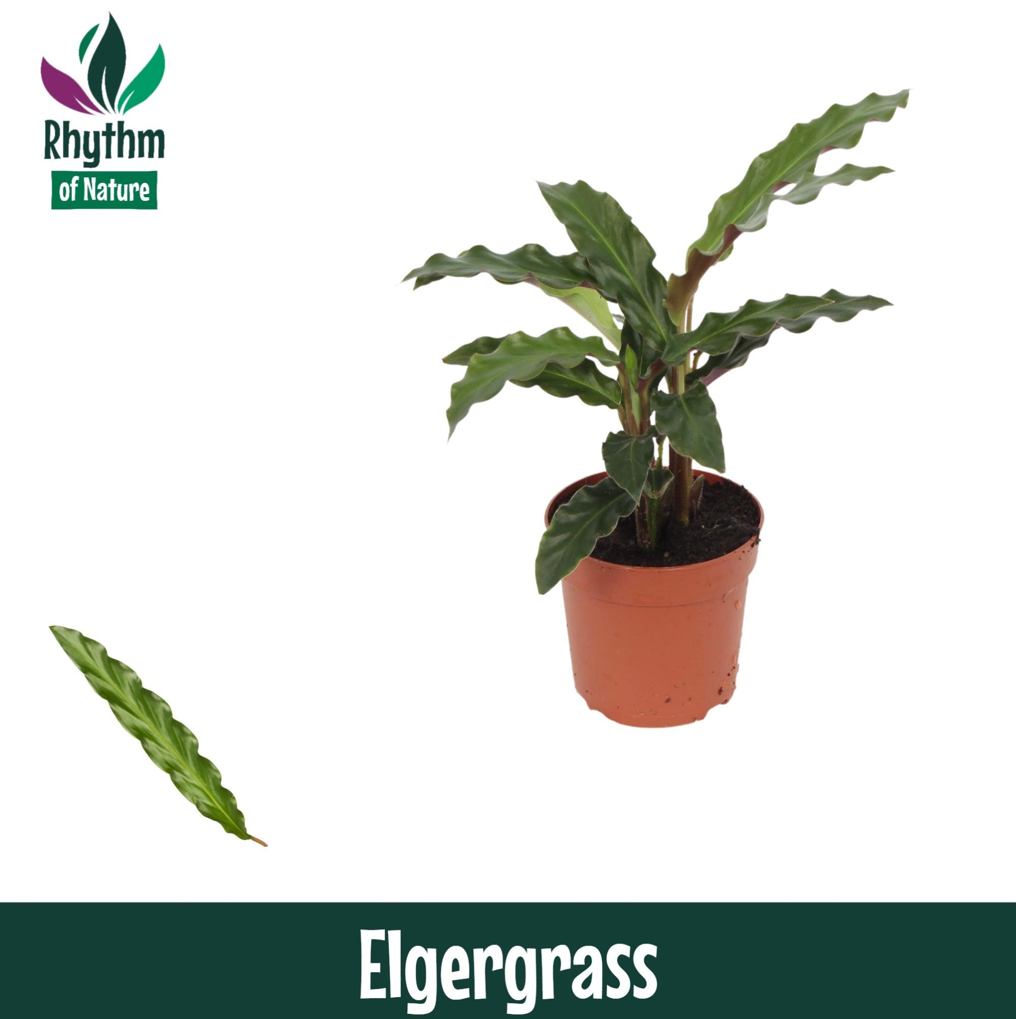 Calathea 7cm Elgergrass, D 7 cm