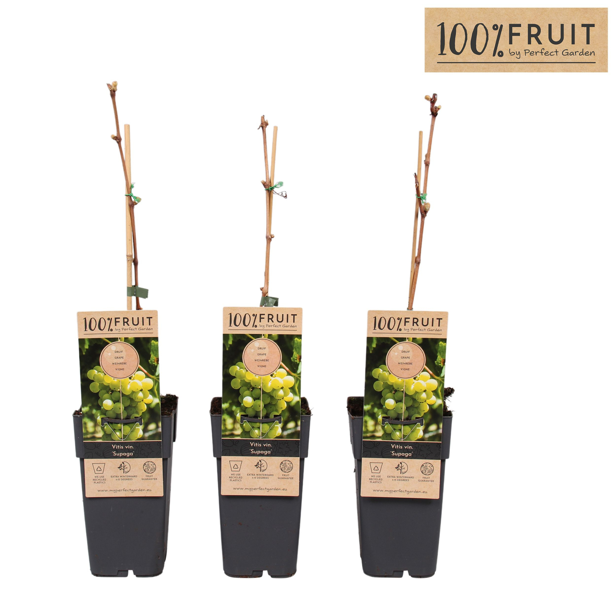 Vitis Supaga P15, D 15