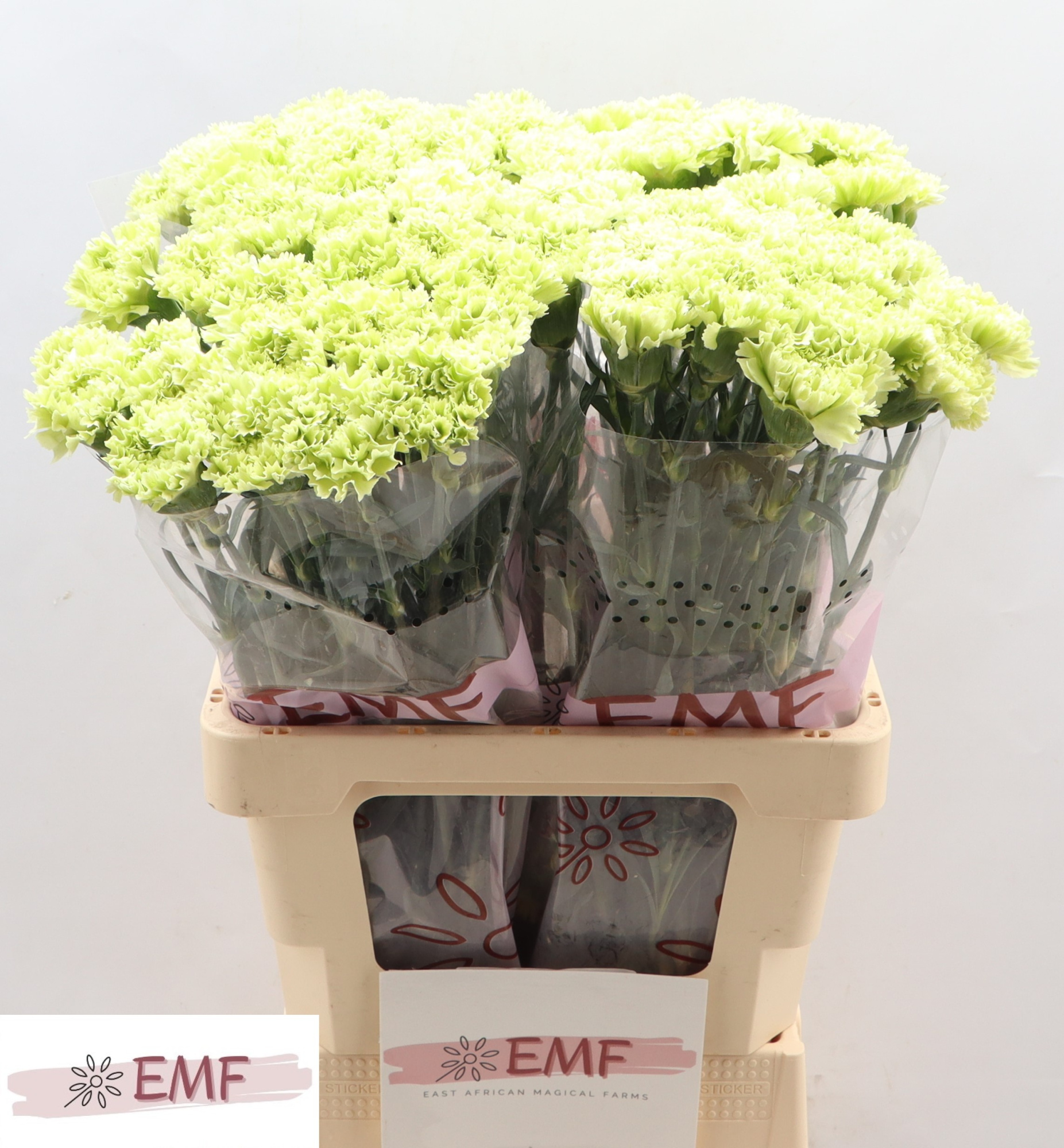 Диантус од. Гоблин, шт.