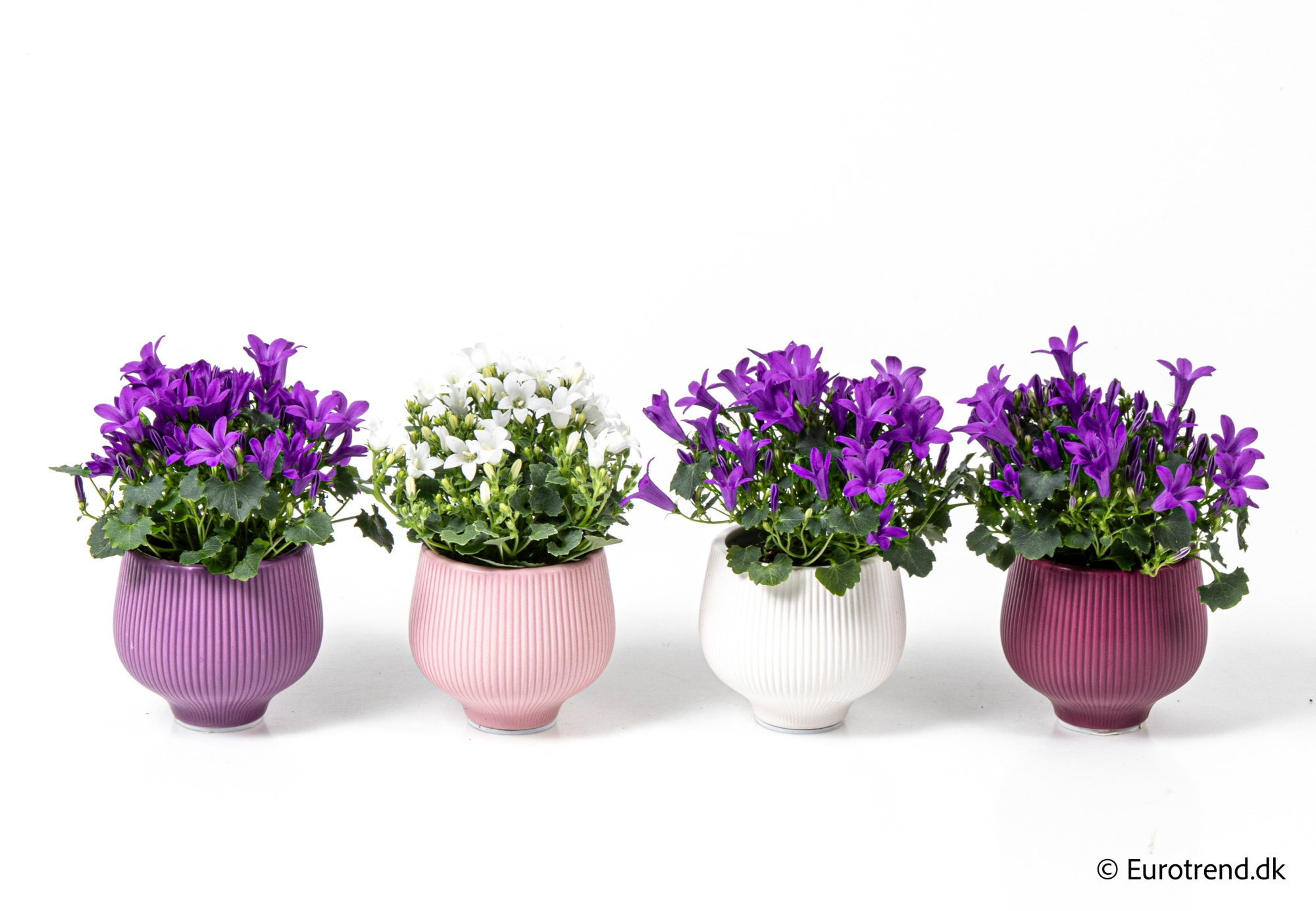 Campanula in Valentine ceramic 2026, D 6