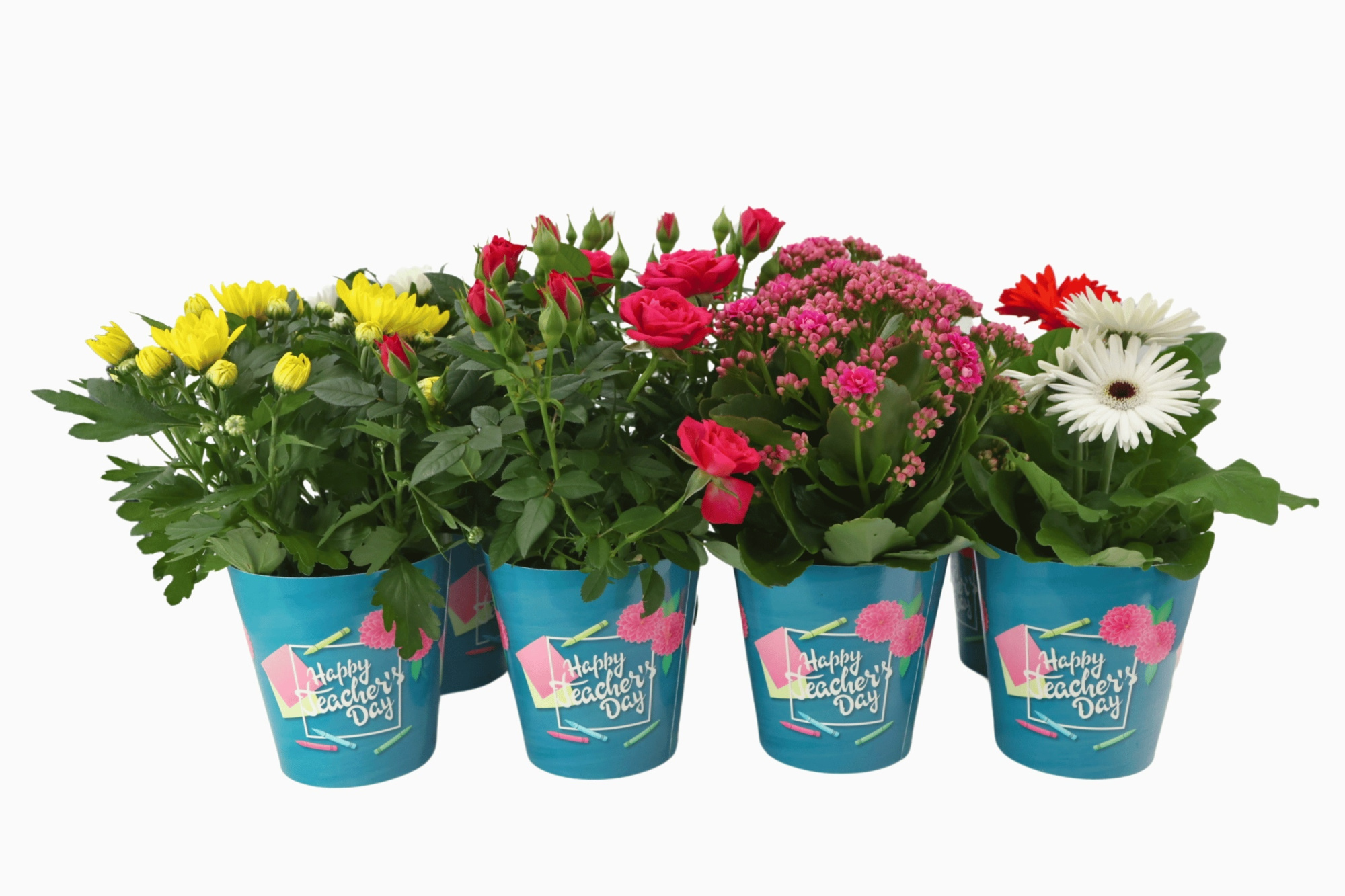 Bloeimix 12 cm - Happy Teacher's Day, D 12 cm