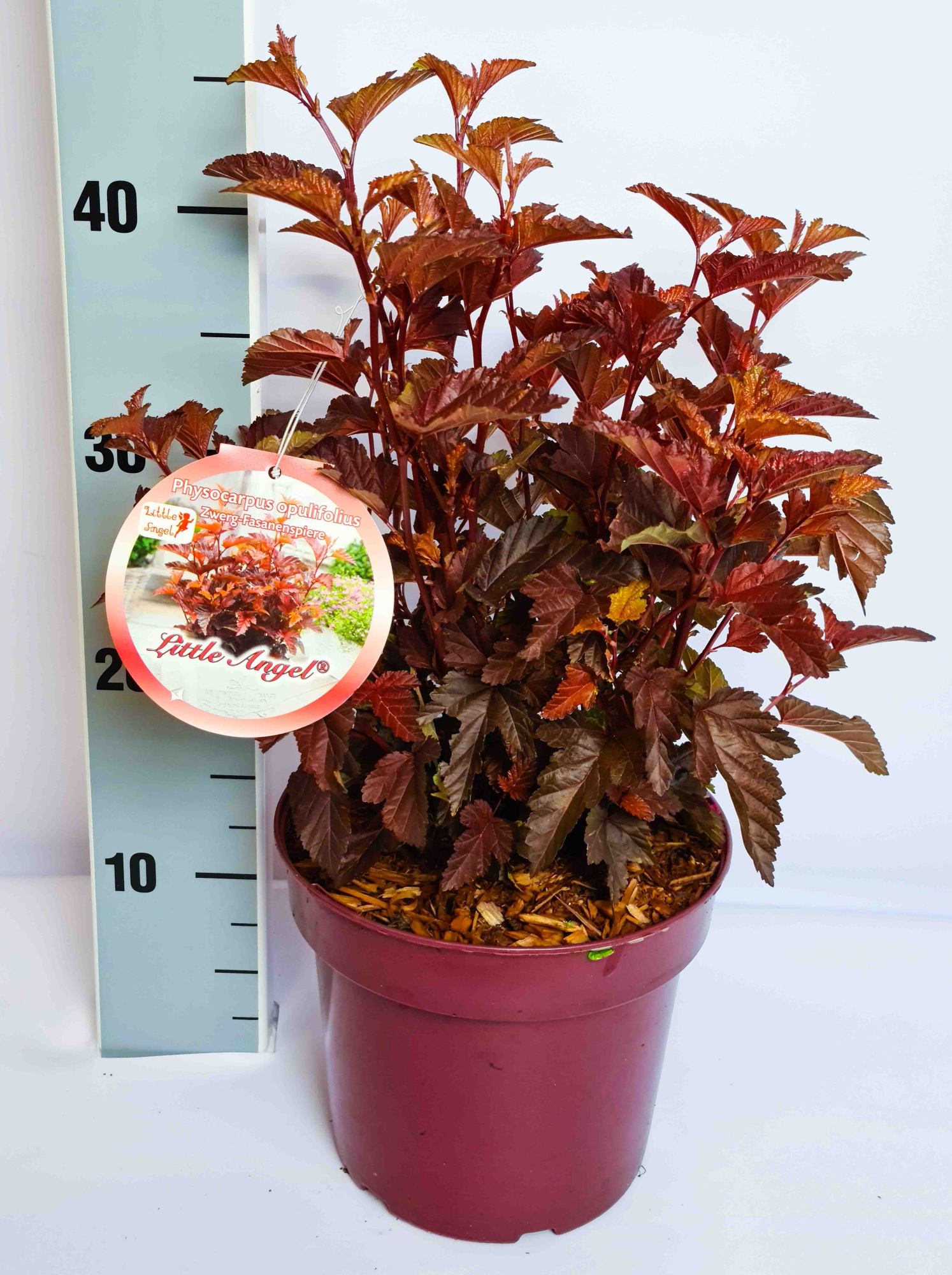 Physocarpus opulifolius 'Little Angel' C3 30-40, D 19 cm