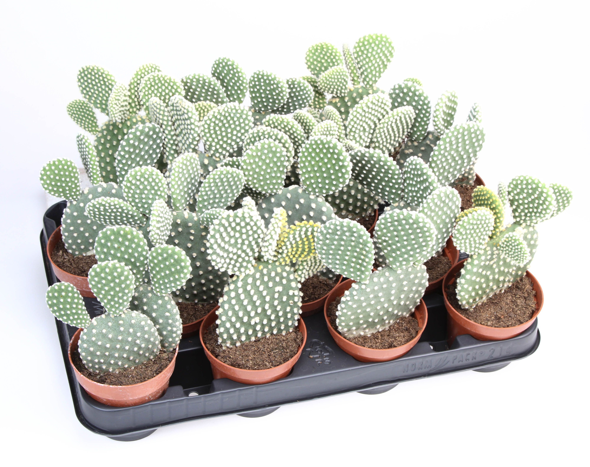 Opuntia microdasys albata, D 8,5