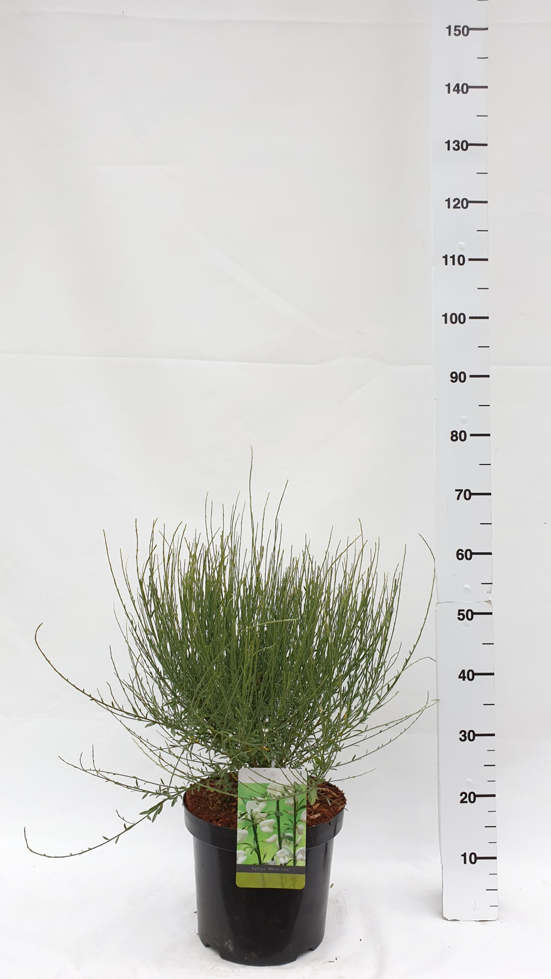 Cytisus 'White Lion', D 26 cm