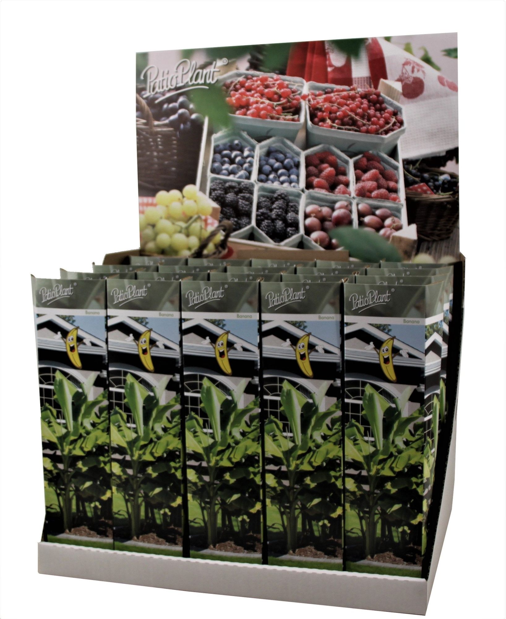 Musa Basjoo, D 10,5 cm